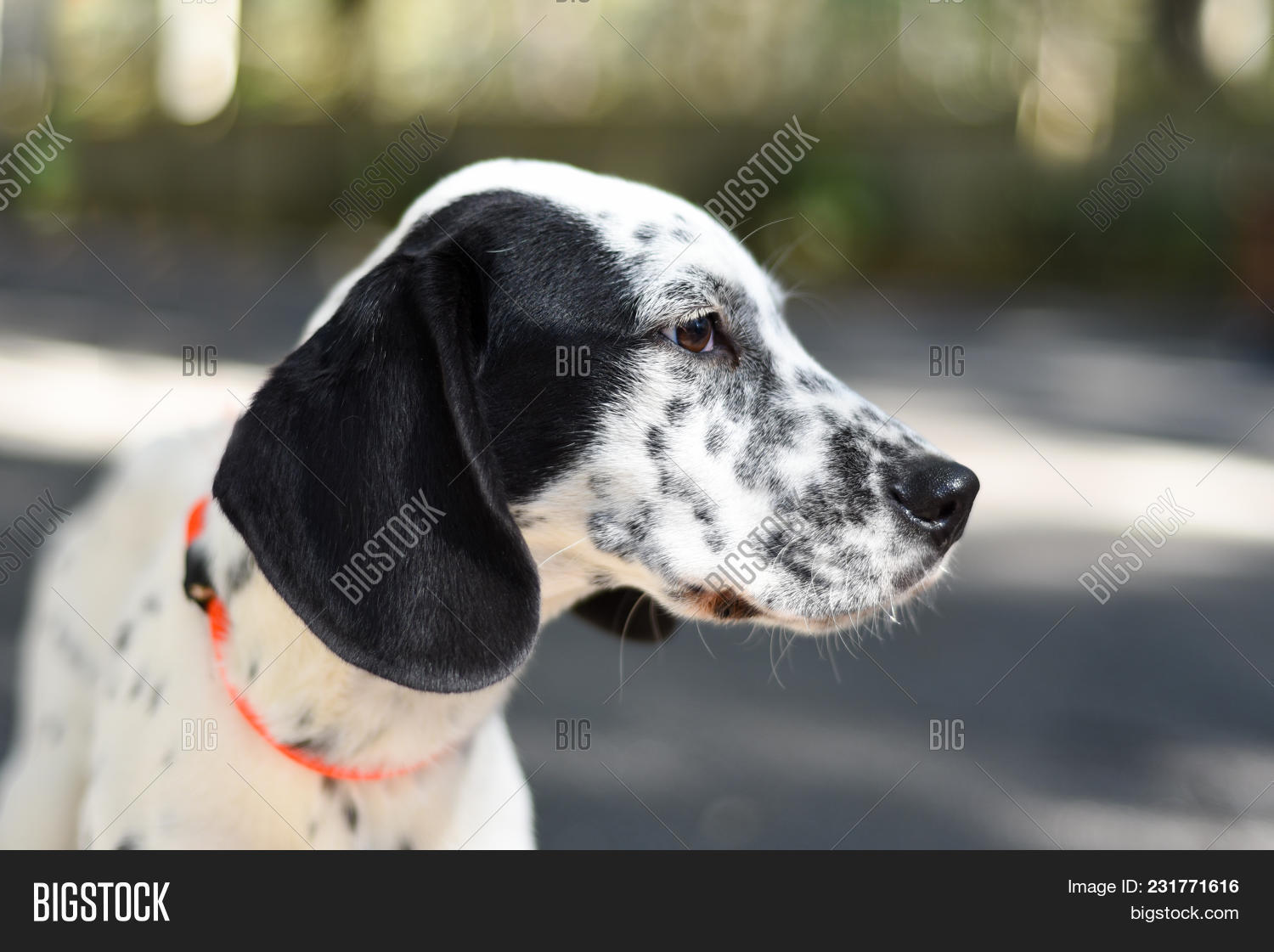 adopt,animal,black,breed,canine,cute,dalmatian,dane,dog,domestic,english,eyes,friend,great,hound,hunting,mammal,mix,nose,outside,pet,pointer,portrait,puppy,rescue,side,white