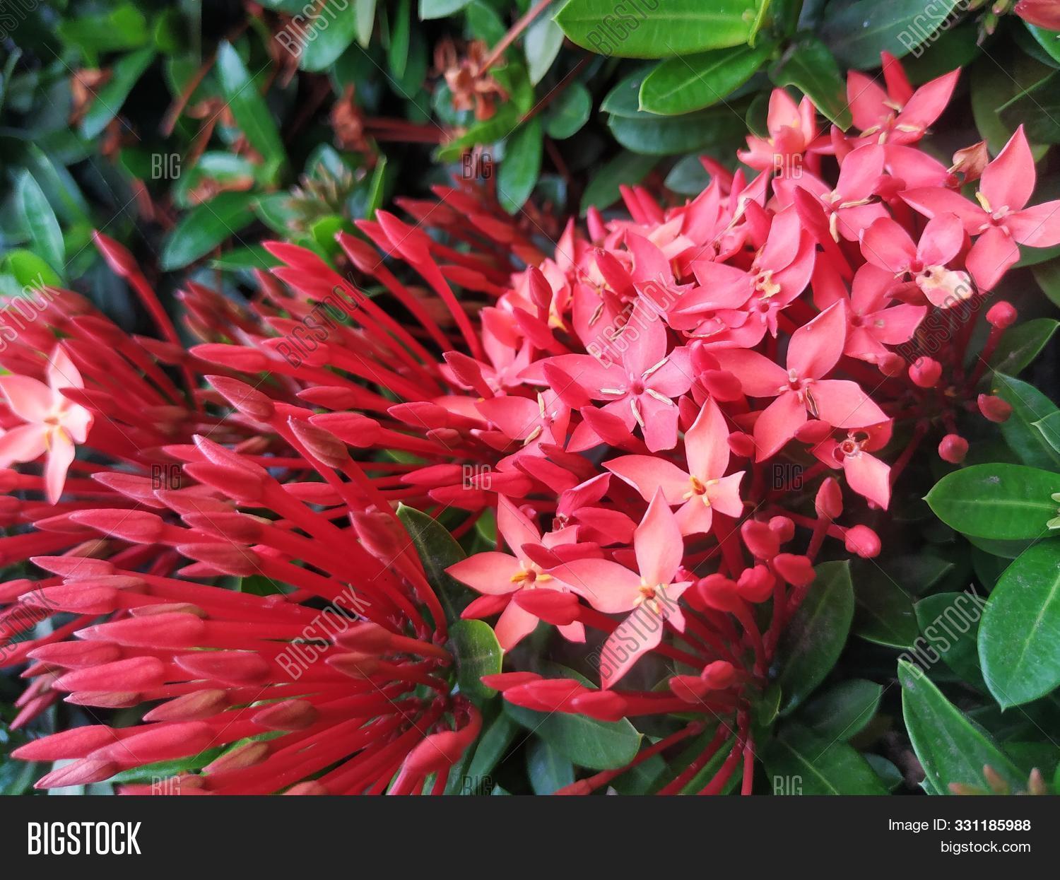 Indica,Indonesian,Saraca,ant,ashoka,background,benefit,design,flower,health,healty,life,nature,new,of,orange,play,popular,red