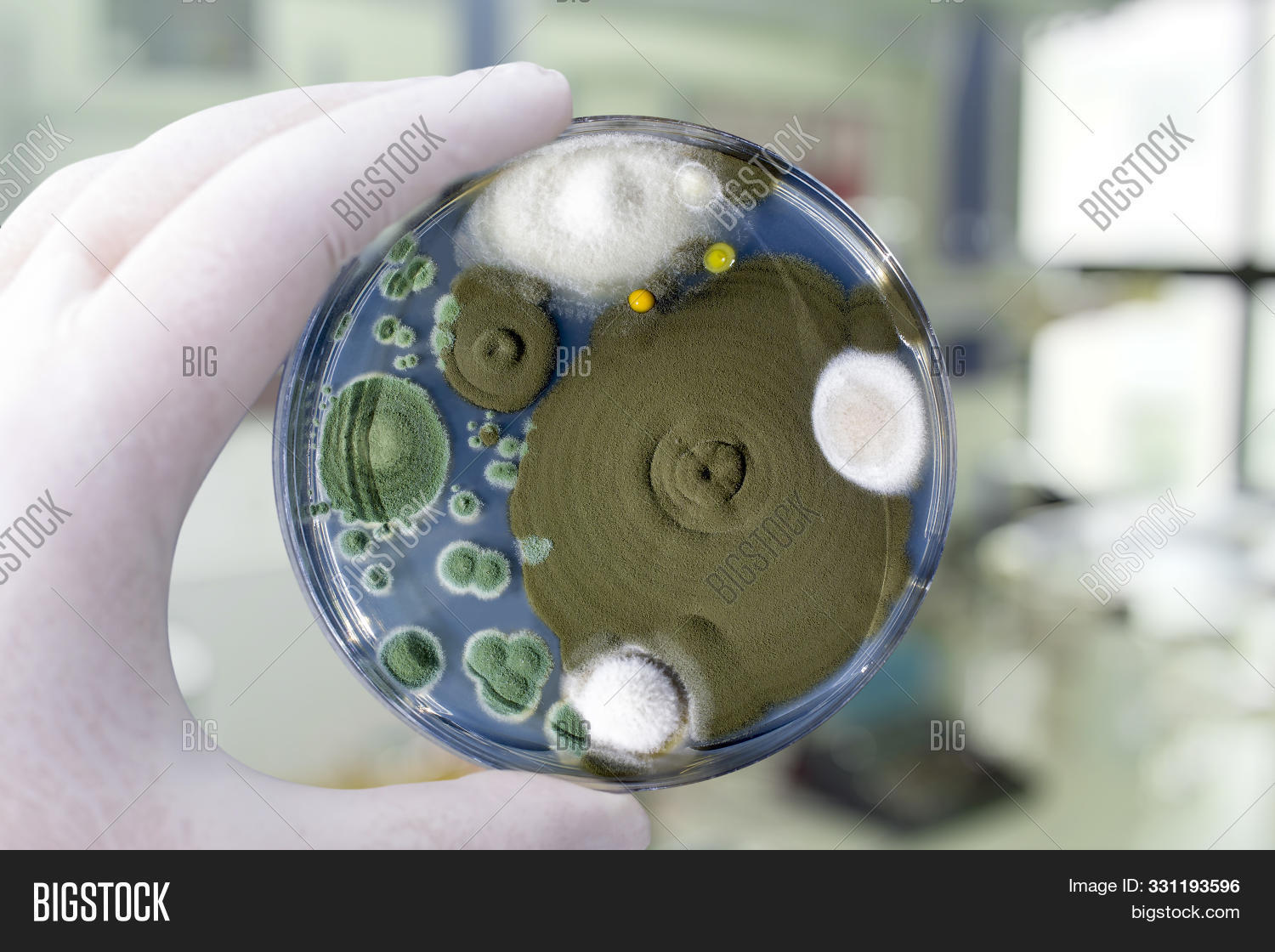Pathogenic Microbe Lab Colonies Of Different Mold Fungi Grown From Indoor Air On Petri Dish ...