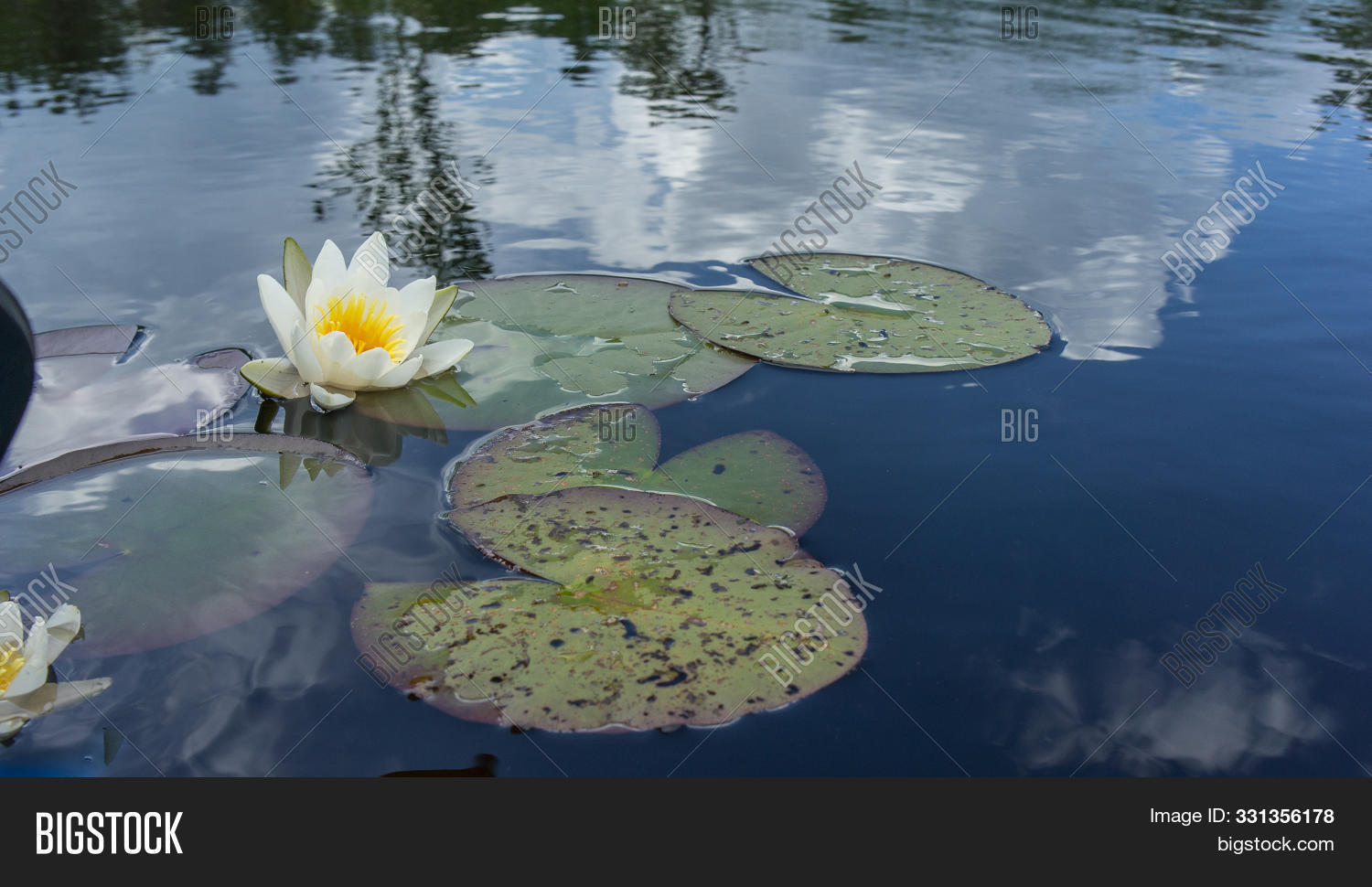 alba,aquatic,bloom,blooming,blossom,blue,bog,botany,environment,fen,flora,floral,flourish,flower,garden,green,herb,heyday,lake,leaf,leaves,lily,lotus,marsh,moor,muskeg,natural,nature,nymphaea,outdoor,petal,plant,pollen,pond,prosper,reflection,river,sediment,seedling,slough,spring,summer,swamp,thrive,vegetable,water,water-lily,waterlily,white,yellow