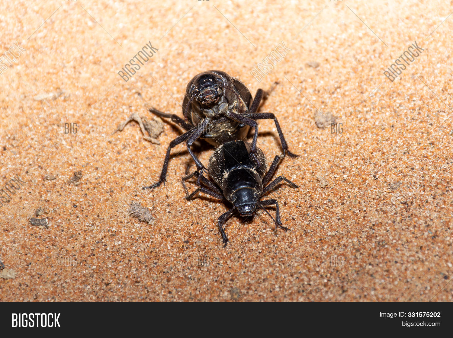 Darkling,Glossy,Pimelia,al,animal,antenna,arab,arabian,arabica,arthropod,arthropoda,beetle,big,bite,black,bug,close,cornata,creature,dangerous,desert,dubai,emirates,eyes,face,fight,gian,insect,jaws,khaimah,large,legs,light,living,long,mate,monster,mouth,night,on,ras,sand,sandy,species,top,tropical,two,uae,united,wild