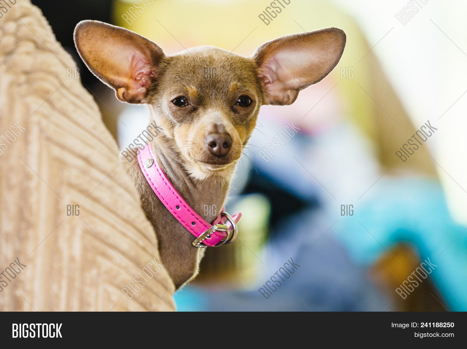Little Pinscher Ratter Prazsky Krysarik Purebreed Small Dog