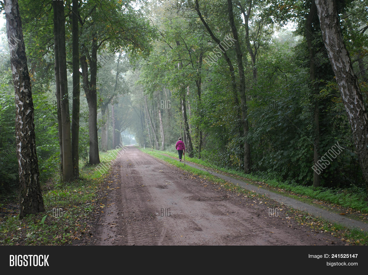 Woman Walking Away Alone On Forest Path Wearing Pink Long Coat Or Overcoat Girl Back View Of Walk I Image Stock Photo