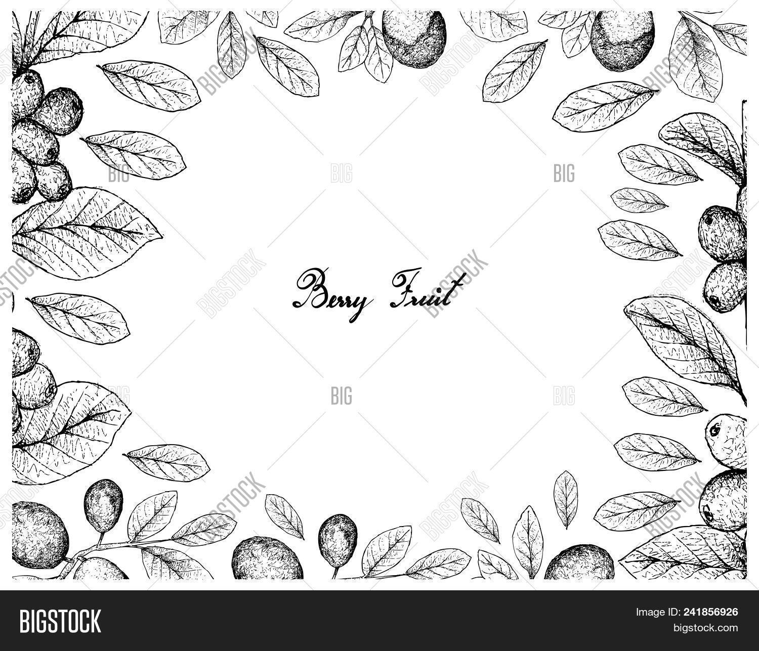 Abajeru,American,Arabica,Aroma,Background,Bean,Berry,Beverage,Border,Branch,Caffeine,Cereal,Cherry,Chrysobalanus,Cocoplum,Coffea,Coffee,Cuisine,Doodle,Drawing,Drawn,Drink,Farm,Food,Frame,Fruit,Gourmet,Grain,Grains,Hand,Icaco,Illustration,Ingredient,Natural,Nectarine,Paradise,Peach,Plant,Plum,Processed,Prune,Prunus,Seed,Sketch,Stem,Transparent,Tree,Twig,Vector,White