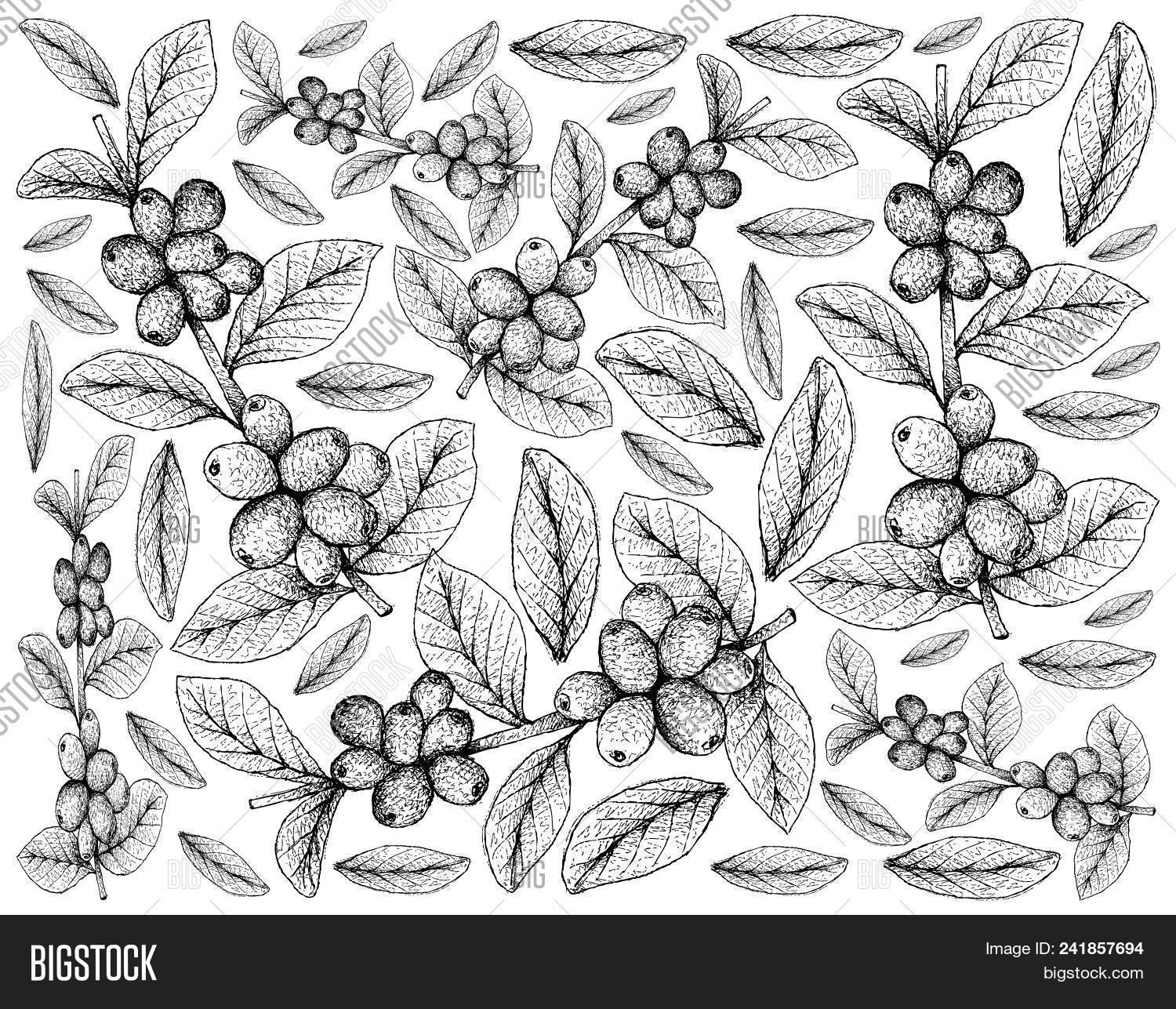 Agriculture,American,Arabica,Aroma,Background,Bean,Berry,Beverage,Branch,Cafe,Caffeine,Cereal,Cherry,Coffea,Coffee,Crop,Cuisine,Drawing,Drawn,Drink,Farm,Floral,Food,Fresh,Freshness,Fruit,Gourmet,Grain,Grains,Hand,Harvest,Illustration,Ingredient,Leaf,Natural,Nature,Piccolo,Plant,Processed,Raw,Roast,Seed,Sketch,Stem,Tree,Tropical,Twig,Vector,Wall-paper,White