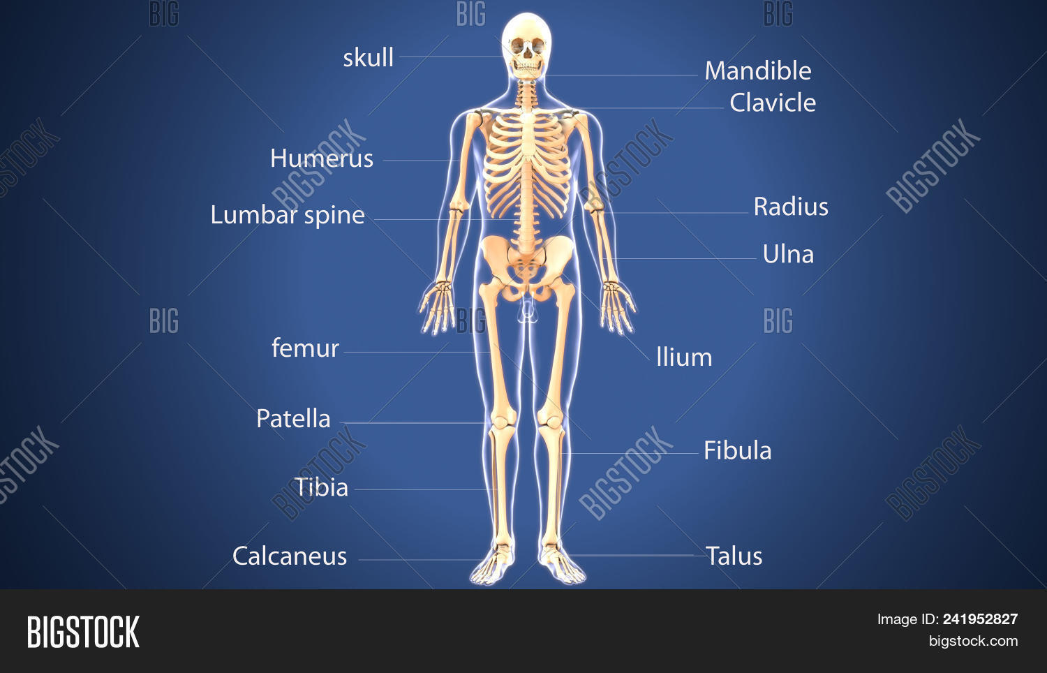 anatomical,anatomy,bodyparts,bones,carcass,computer-generated,cranium,crown,halloween,human,illustration,isolated,knucklebone,skeletal,skeleton,skull,standing,torso,upright,white,x-ray,xray