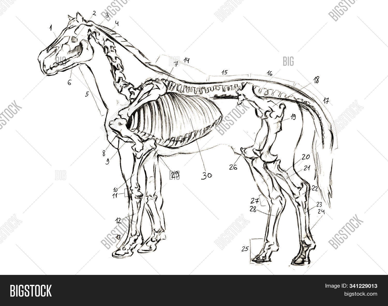 animal,art,avian,background,biology,bird,black,creature,creeper,drawing,ecology,engraving,graphic,hatch,hirundo,horse,icon,illustration,ink,insectivore,isolated,little,martlet,migrate,naturalistic,nature,ornithology,outline,passerine,pencil,picture,plumage,plume,quick,silhouette,sketch,small,speed,spring,symbol,tail,white,wild,wildlife,wing,zoology
