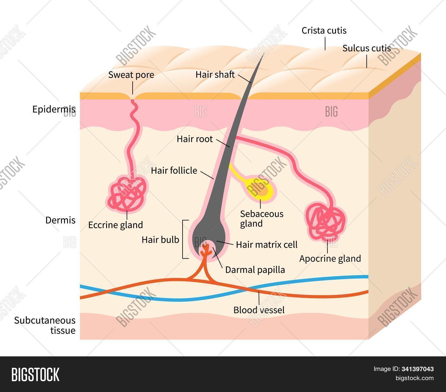 anatomy,apocrine,beauty,body,care,deodorant,dermatology,dermis,diagram,eccrine,epidermis,follicle,gland,hair,health,human,illustration,layer,medical,part,pore,sebaceous,sebum,simple,skin,sweat,tissue