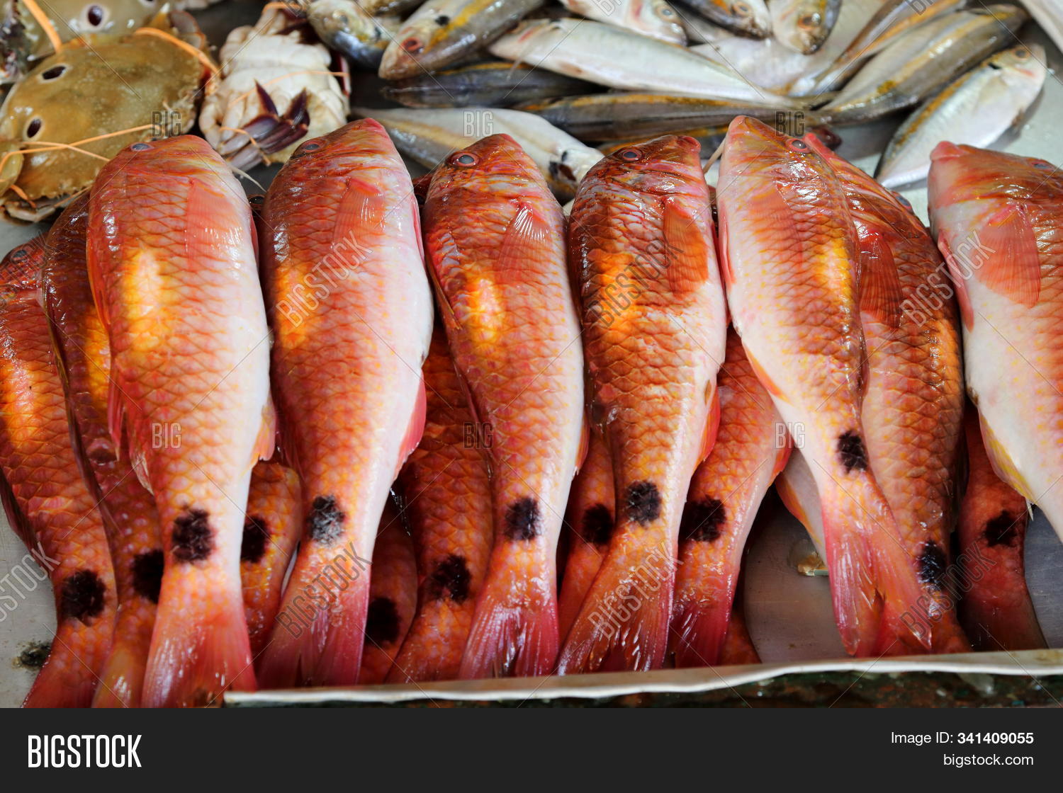 Asia,Asian,Eliya,Lanka,Nuwara,South,Sri,abundance,abundant,business,catch,color,colorful,crab,economy,fish,fresh,ingredient,market,mullet,produce,raw,red,seafood,snapper,spotted,trade,wet