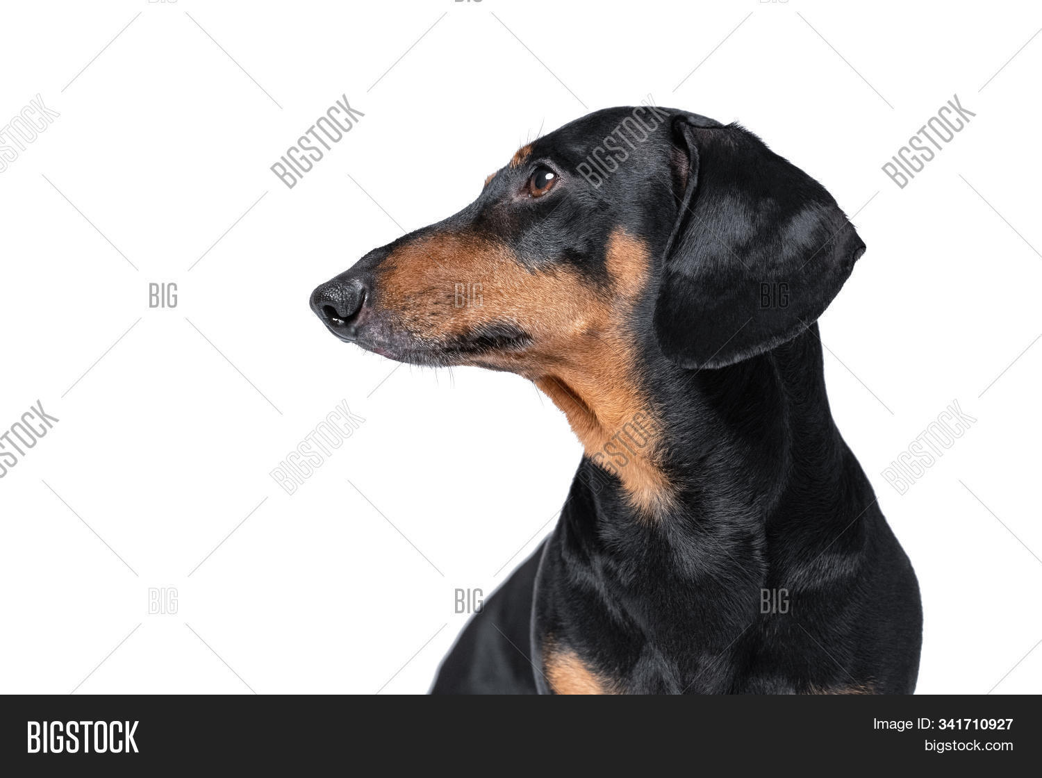 Dackel,adorable,adult,animal,attentive,background,beautiful,beauty,breed,brown,canine,cute,dachshund,dog,doggy,domestic,doxie,face,friend,friendly,front,funny,happy,head,healthy,hound,isolated,little,look,looking,mammal,obedient,one,pedigree,pedigreed,pet,portrait,puppy,purebred,sausage,side,sitting,small,smart,studio,teckel,trust,view,white,young