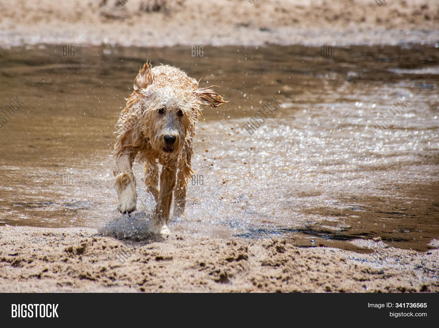 action,animal,beach,blurred,breed,canine,cute,day,dog,doggy,domestic,drop,friend,fun,fur,gold,golden,happy,head,heat,lab,labrador,looking,mammal,motion,one,outdoors,pet,playing,purebred,retriever,retrieving,river,sand,shower,speed,spraying,summer,water,wet