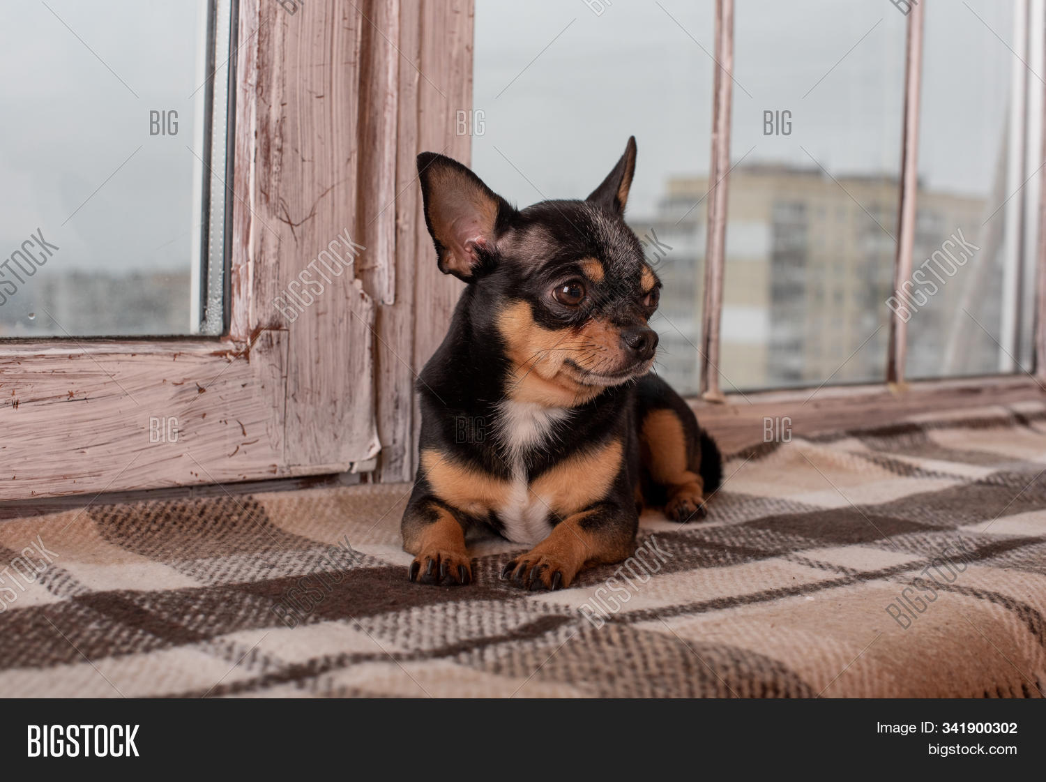 adorable,animal,background,beautiful,beauty,beige,black,breed,brown,canine,chihuahua,closeup,cute,dairy,dog,doggy,domestic,ears,eyes,face,friend,funny,fur,happy,home,indoor,isolated,little,looking,mammal,nature,one,pedigree,pet,portrait,puppy,purebred,rural,shot,sit,sleep,small,sofa,studio,white,young