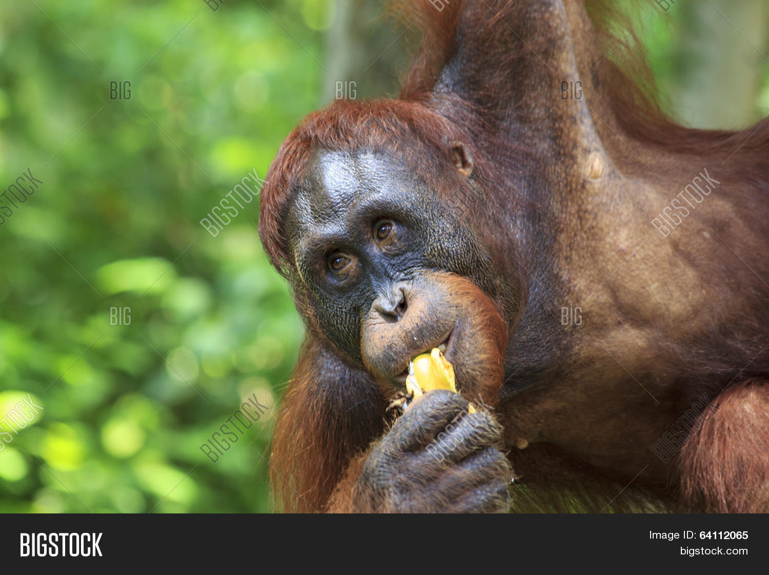 animal,ape,asia,banana,borneo,coconut,deforestation,eat,endangered,expression,expressive,face,feed,forest,fruit,funny,hairy,happy,indonesia,jungle,malaysia,monkey,nature,oil,orang,orange,orangutan,orangutang,pal,plantation,primate,primitive,rain,rainforest,red,reserve,sanctuary,semenggoh,sepilok,simian,species,sumatra,threatened,utan,wild,wildlife,zoo