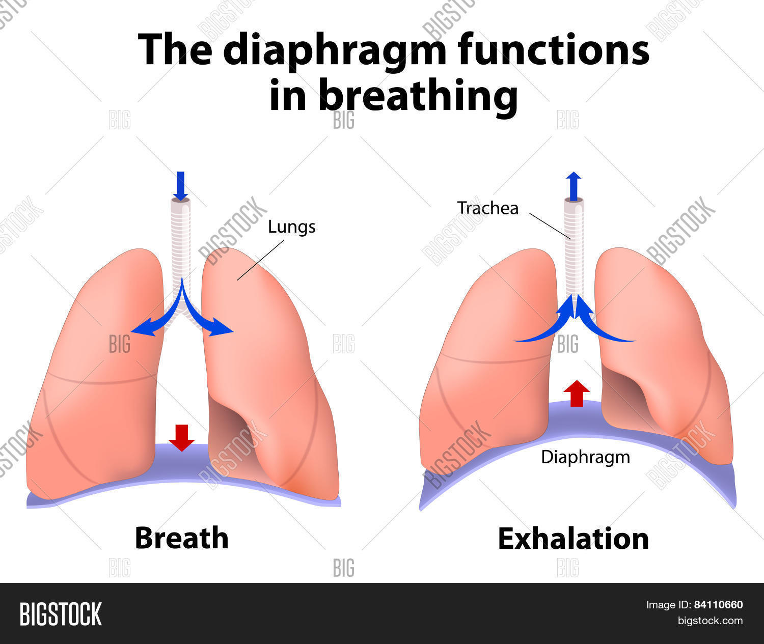 The Diaphragm Functions In Breathing image & stock photo. 84110660