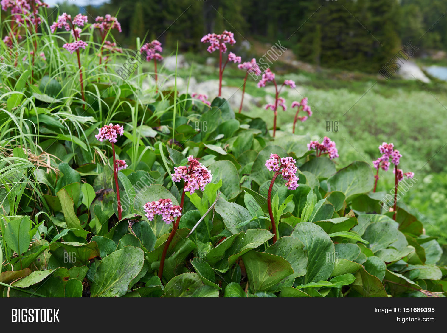 plant,flower,bergenia,Altai,mountains,Russia,root,leaf,crassifolia,nature,badan,blossom,botany,tea,herb,growth,floral,mongolian,ears,natural,background,saxifrage,petal,leather,heartleaf,winter-blooming,vegetation,saxifragaceae,flora,elephant,bunch,cordifolia,elephant-earsperennial,luxirious,rose,perennial,siberia,inflorescence,medicine,bud,tannin,foliage,biology,treatment,tonic,herbaceous,healing,therapeutic