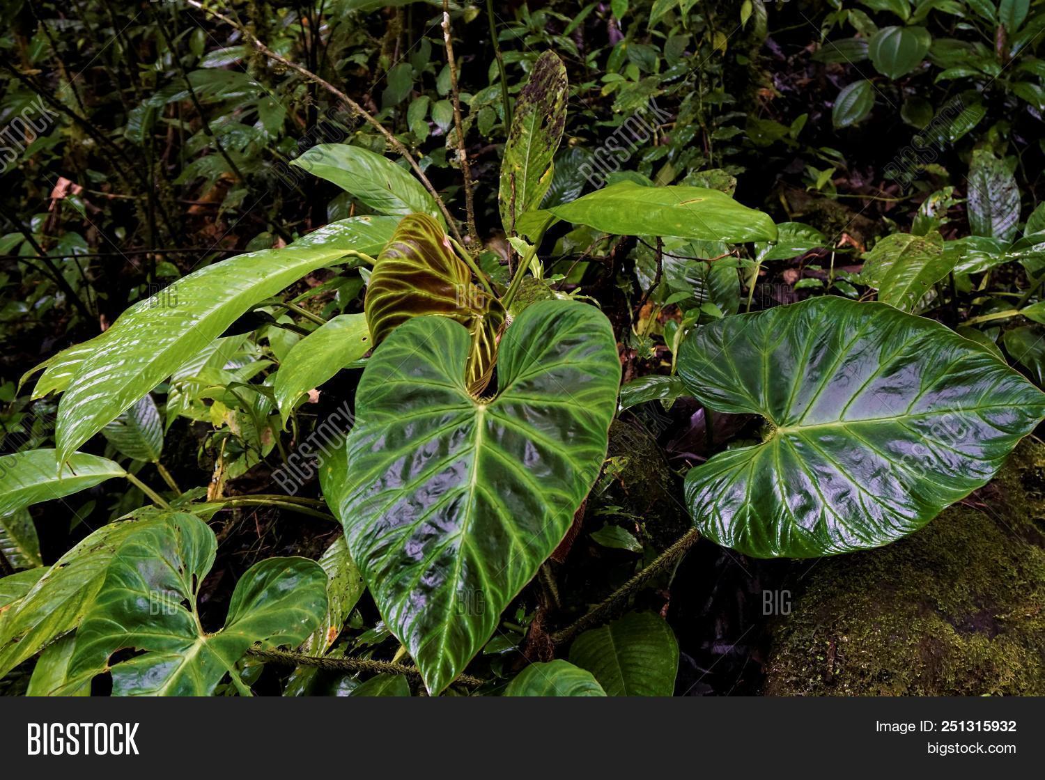 alismatales,angiosperms,araceae,aroideae,background,beautiful,bicolor,closeup,color,costa,cultivar,decoration,ear,elephant,exotic,floral,garden,giant,green,greenery,heart,home,hybrid,las,leaf,leaves,monocots,multiple,natural,nature,outdoors,outside,park,plant,plantae,pot,quebradas,red,rica,shape,shaped,summer,texture,transplant,tropical,veins,white,wide,wild