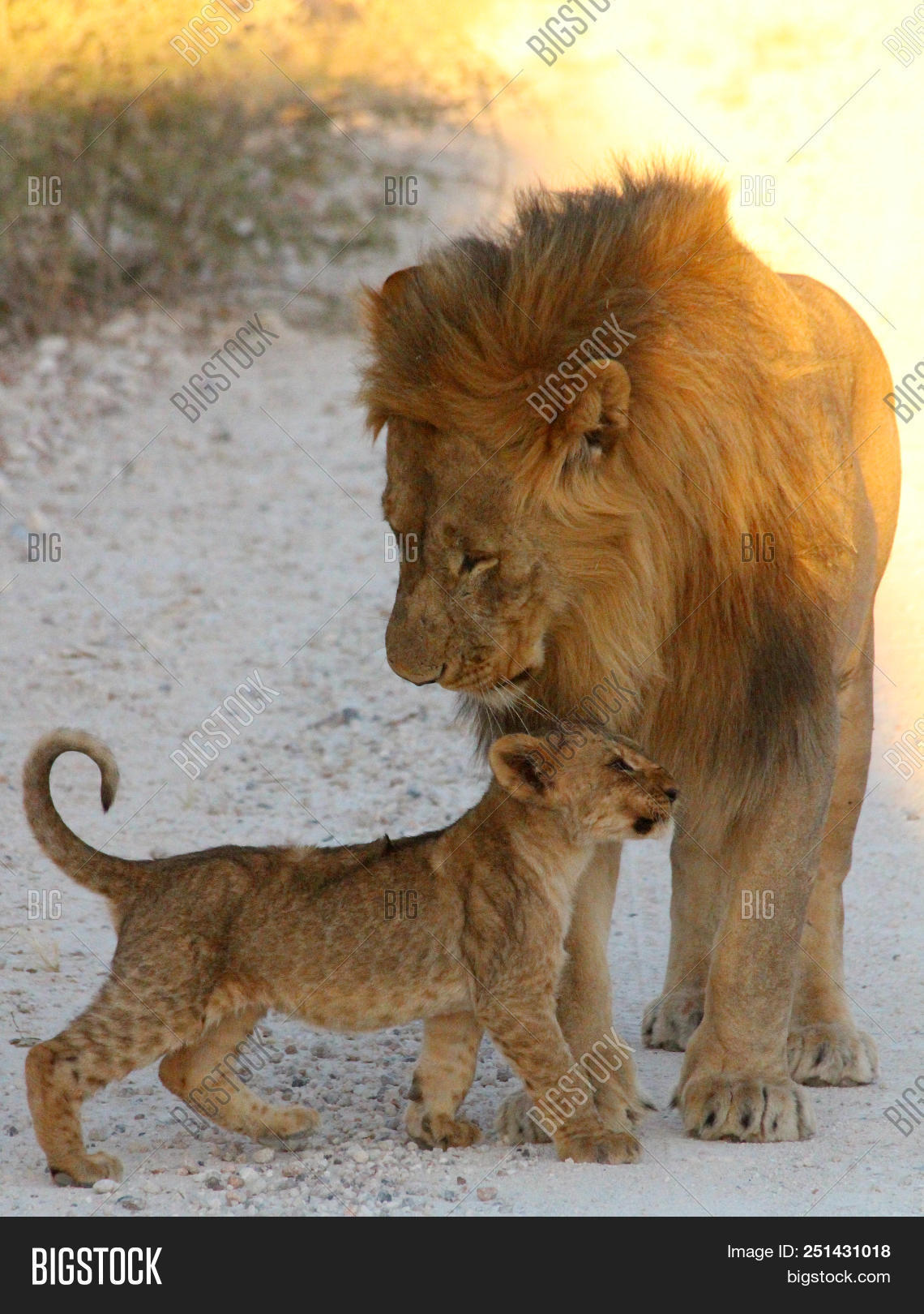 affection,affectionate,africa,afternoon,animal,baby,botswana,bright,caring,cub,cuddles,cute,female,fur,game,grass,gravel,hugs,kenya,late,lion,lioness,love,mara,national,nature,park,path,paws,predator,protection,reserve,road,roadside,safari,sunlight,tail,tanzania,three,walking,whiskers,wild,wildlife,young