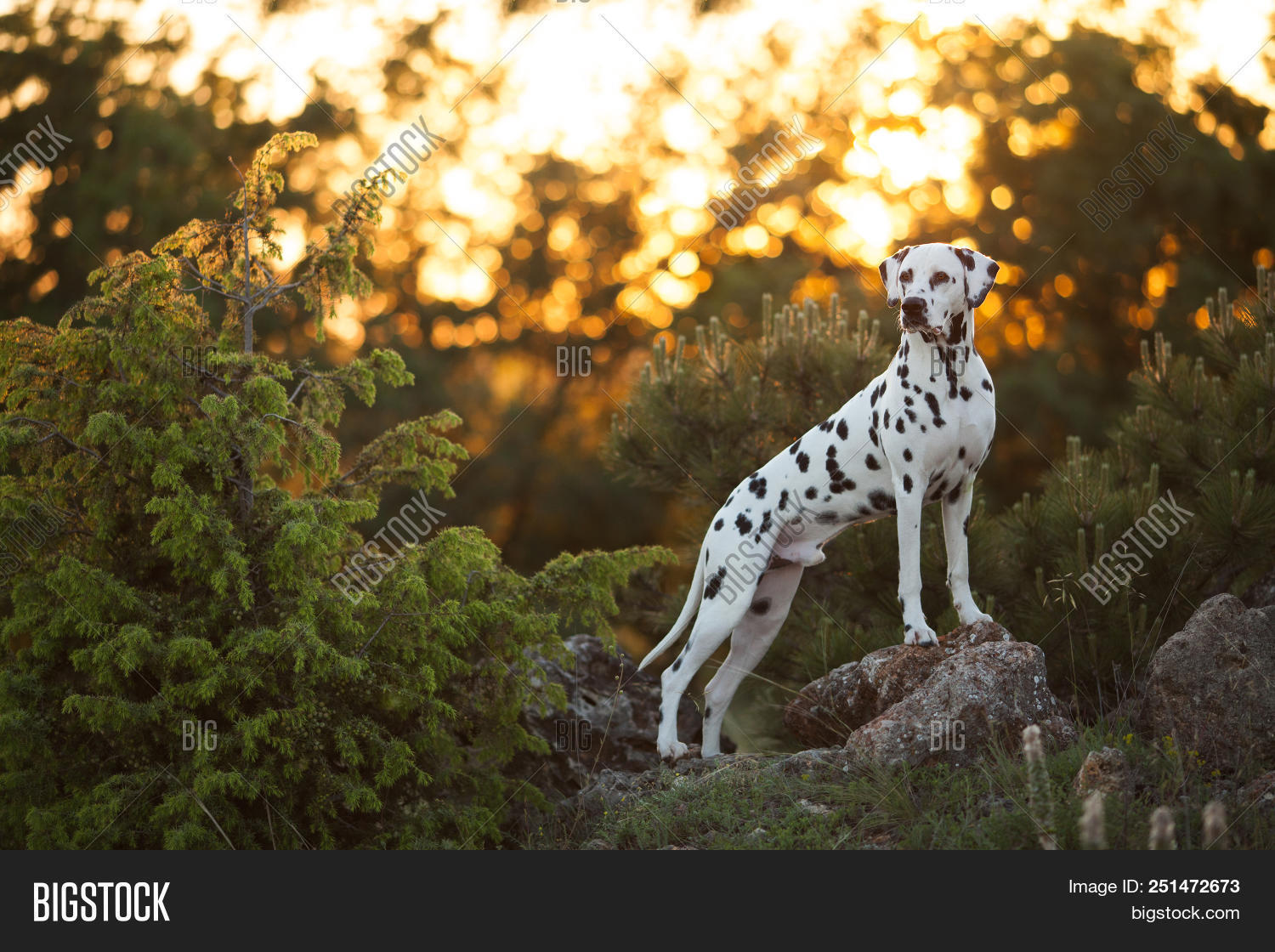 action,active,adorable,air,and,autumn,beautiful,black,breed,breeder,canine,cheerful,cute,dalmatian,dog,fall,female,forest,friend,funny,group,happy,healthy,jump,kennel,lawn,leaves,male,nature,october,outdoor,outside,park,pet,play,specks,sunset,training,white,yellow