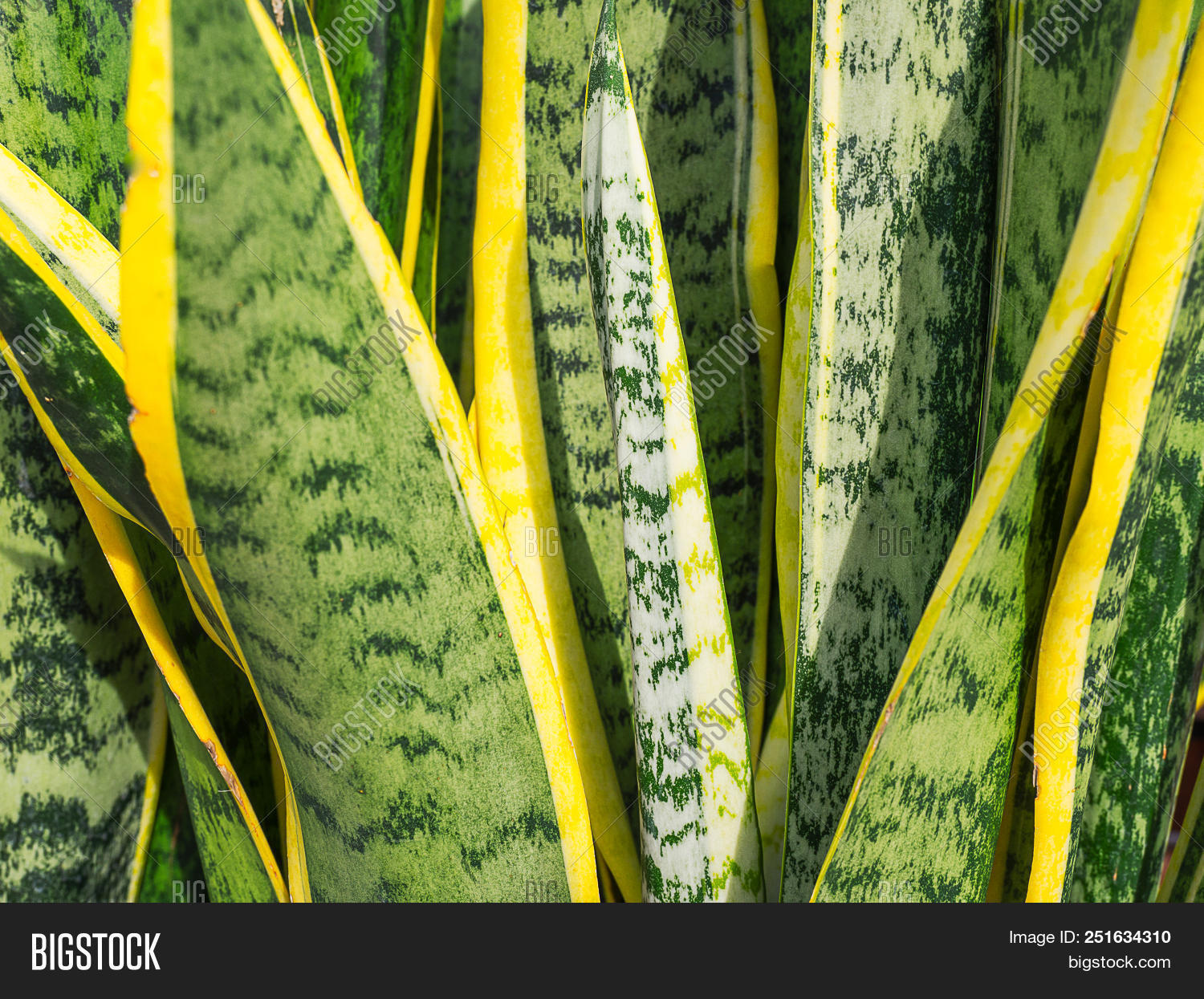 abstract,agavaceae,agave,american,americana,background,beautiful,botanical,botany,cactus,closeup,color,colorful,desert,design,detail,dry,edge,environment,flora,foliage,fresh,garden,green,growth,interleaved,leaf,macro,marginata,mix,natural,nature,organic,pattern,plant,sharp,spine,stripe,succulent,summer,texture,thorn,tree,tropical,yellow