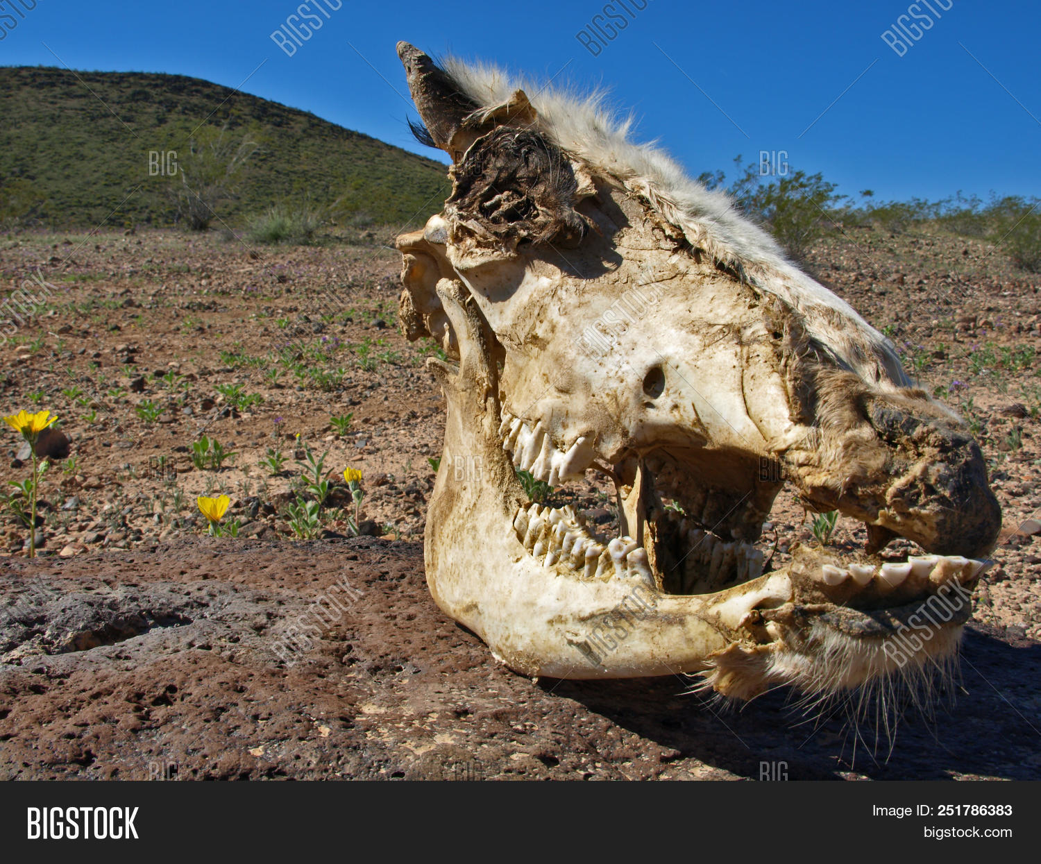 Arizona,animal,bone,dead,deadly,death,decay,deceased,desert,harsh,horse,landscape,rot,skull,unforgiving