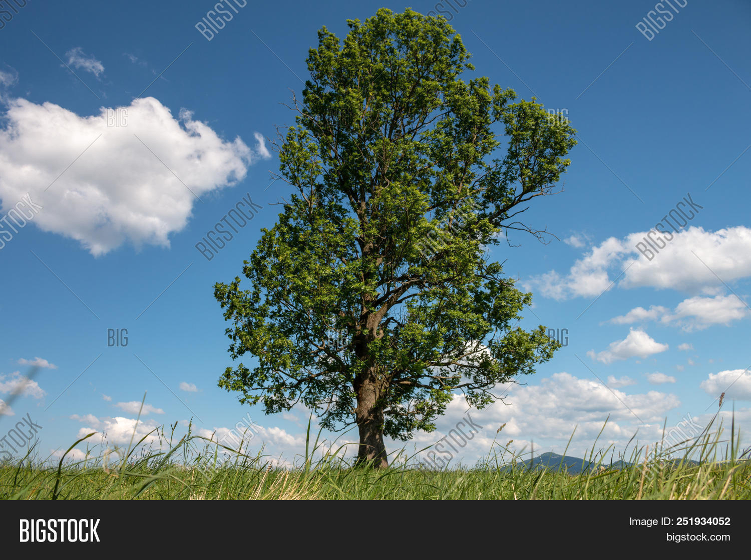 abandonment,background,beautiful,beauty,big,blue,cloud,cloudiness,colorful,czech,desolation,field,grass,green,herb,huge,landscape,large,loneliness,lonely,lonesomeness,meadow,nature,nice,outdoor,plant,republic,sky,solitariness,solitary,solitude,summer,tree,view,weather
