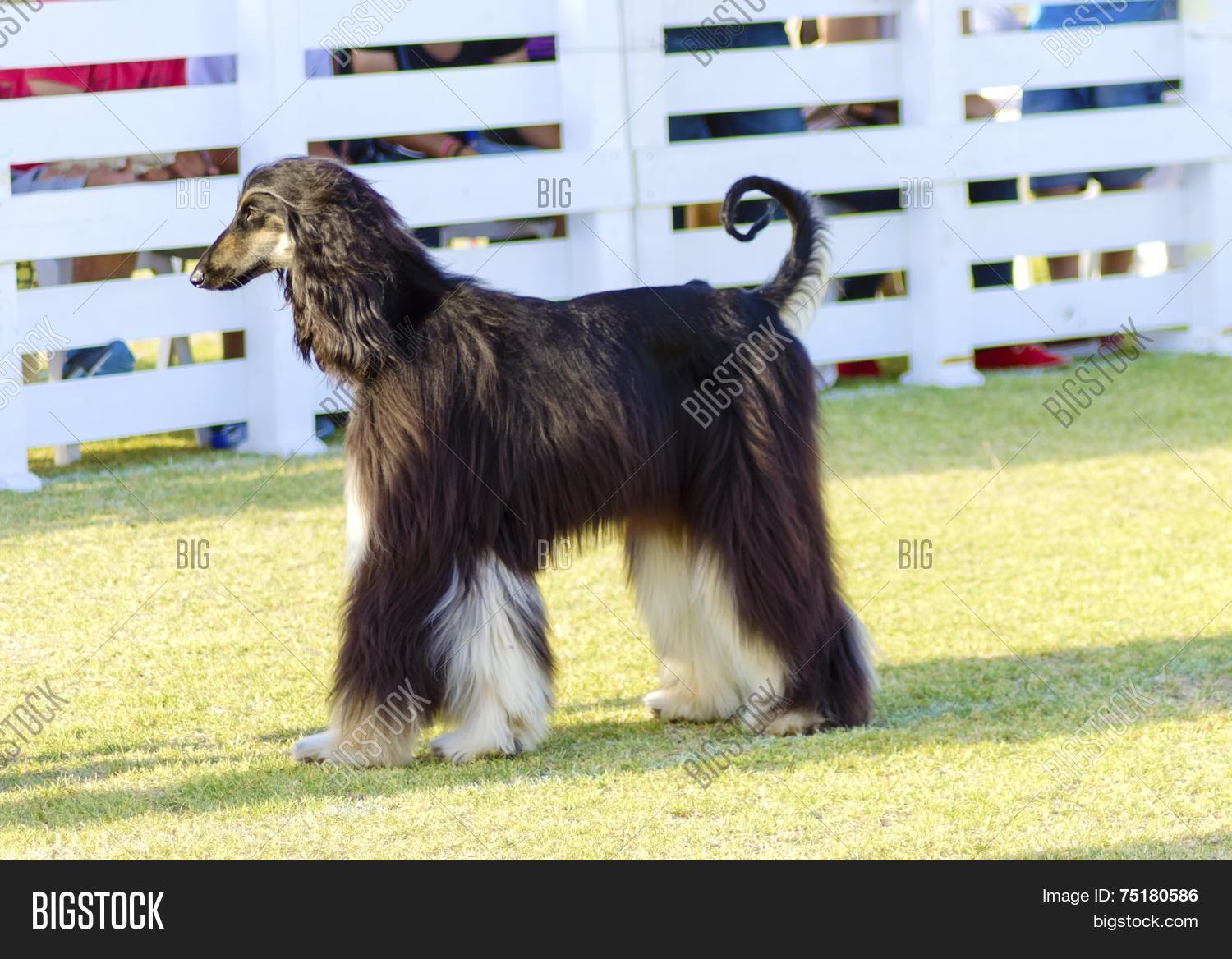 Afghan Hound 75180586 Image Stock Photo