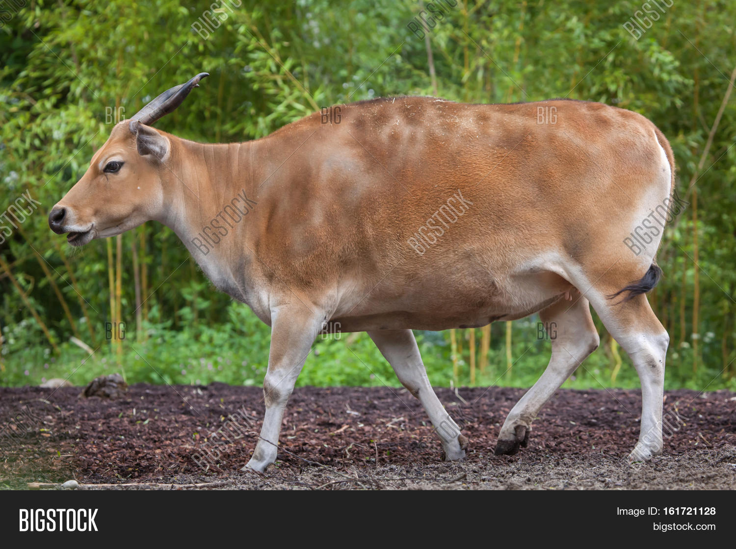 animal,artiodactyla,asia,asian,bali,banteng,borneo,bos,bovinae,buff,bull,cattle,cow,domestic,domesticated,endangered,even-toed,fauna,female,forest,hoofed,indonesia,indonesian,java,javan,javanicus,jungle,kalimantan,life,mammal,mammalia,natural,nature,one,southeast,subspecies,tembadau,tropic,tropical,ungulate,wild,wildlife,zoo