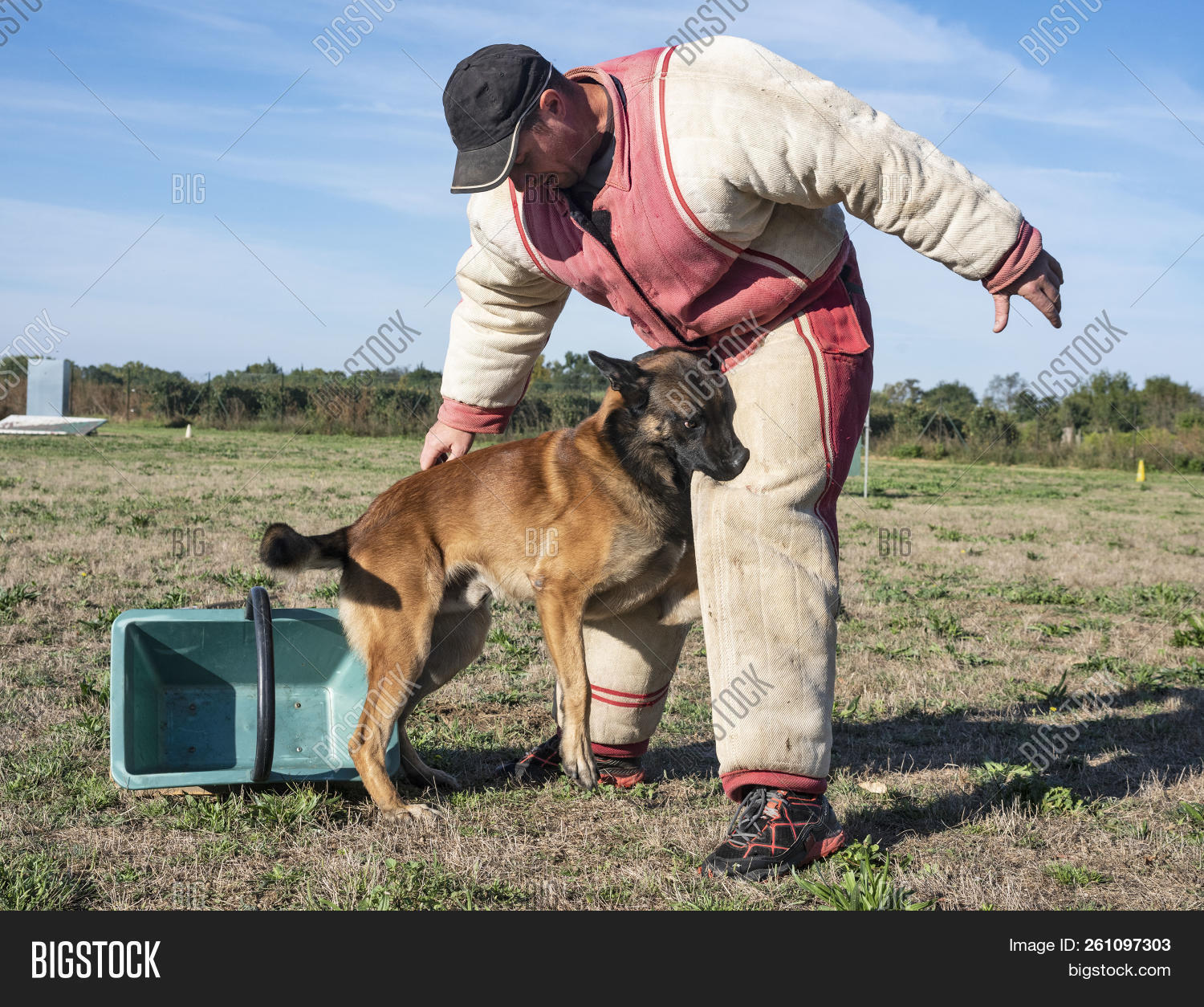 aggressive,animal,attack,barking,belgian,biting,dog,guard,intervention,malinois,outdoors,pet,police,sheepdog,shepherd,training
