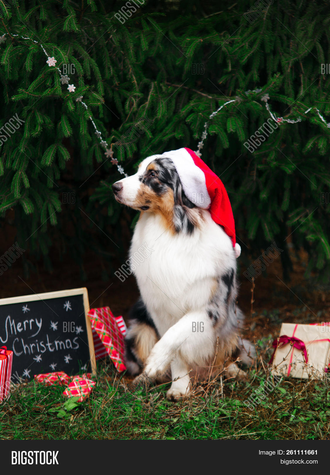 adorable,animal,aussie,australian,beautiful,behave,board,breed,canine,celebration,chalk,christmas,colorful,congratulations,cute,december,decoration,dog,domestic,festive,friend,funny,gift,green,greeting,happy,hat,holiday,merle,merry,nature,new,obedient,one,outdoors,outside,park,pet,pose,posing,present,purebred,red,santa,shepherd,tree,winter,xmas,year,young