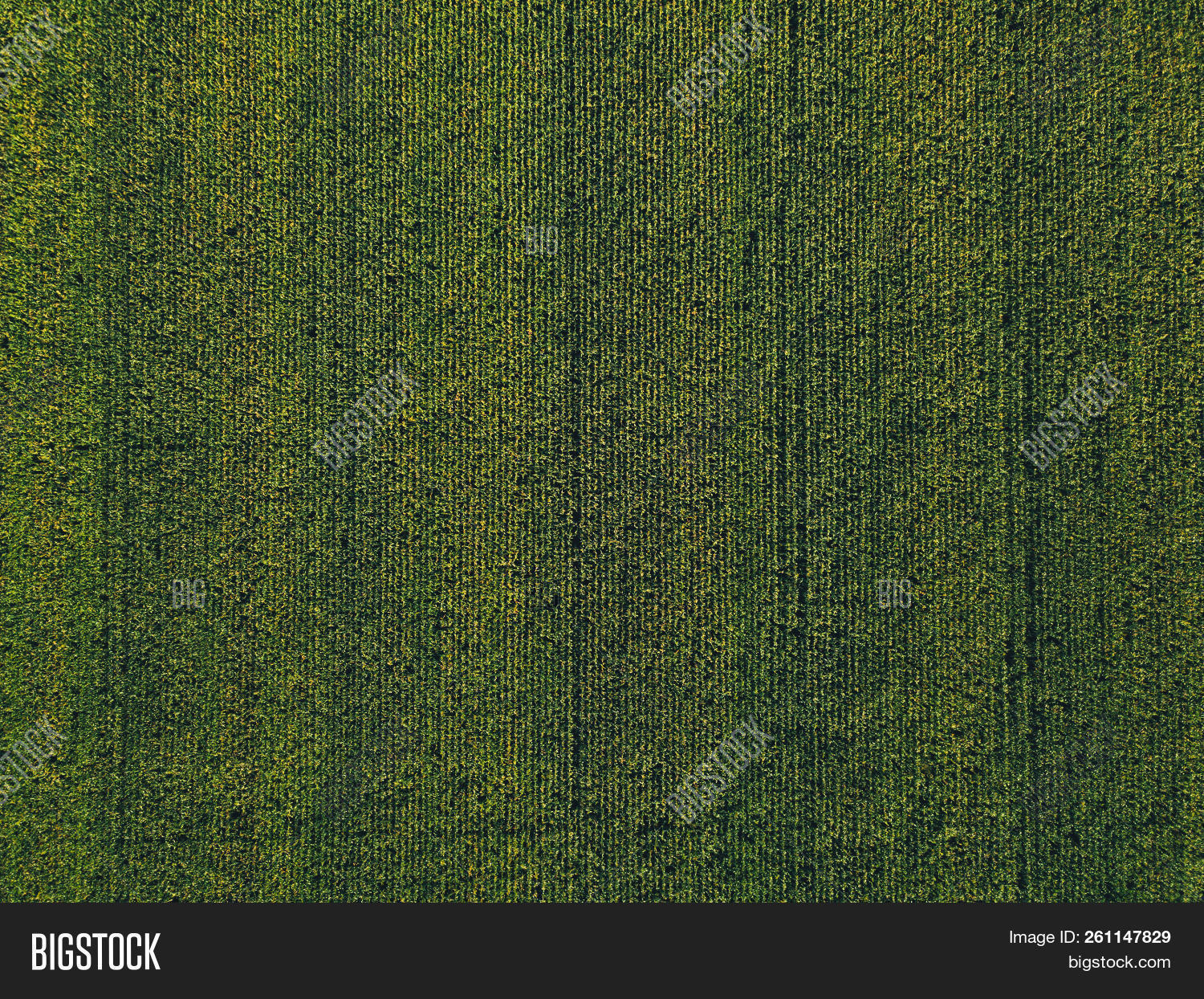 above,aerial,agricultural,agriculture,agronomy,angle,background,corn,country,countryside,crop,cultivated,directly,drone,farm,farming,farmland,field,food,gly,grain,green,growing,growth,high,industry,land,landscape,maize,natural,nature,of,organic,plant,plantation,point,production,rural,scenery,season,summer,sweet,sweetcorn,texture,top,vegetable,vegetation,view