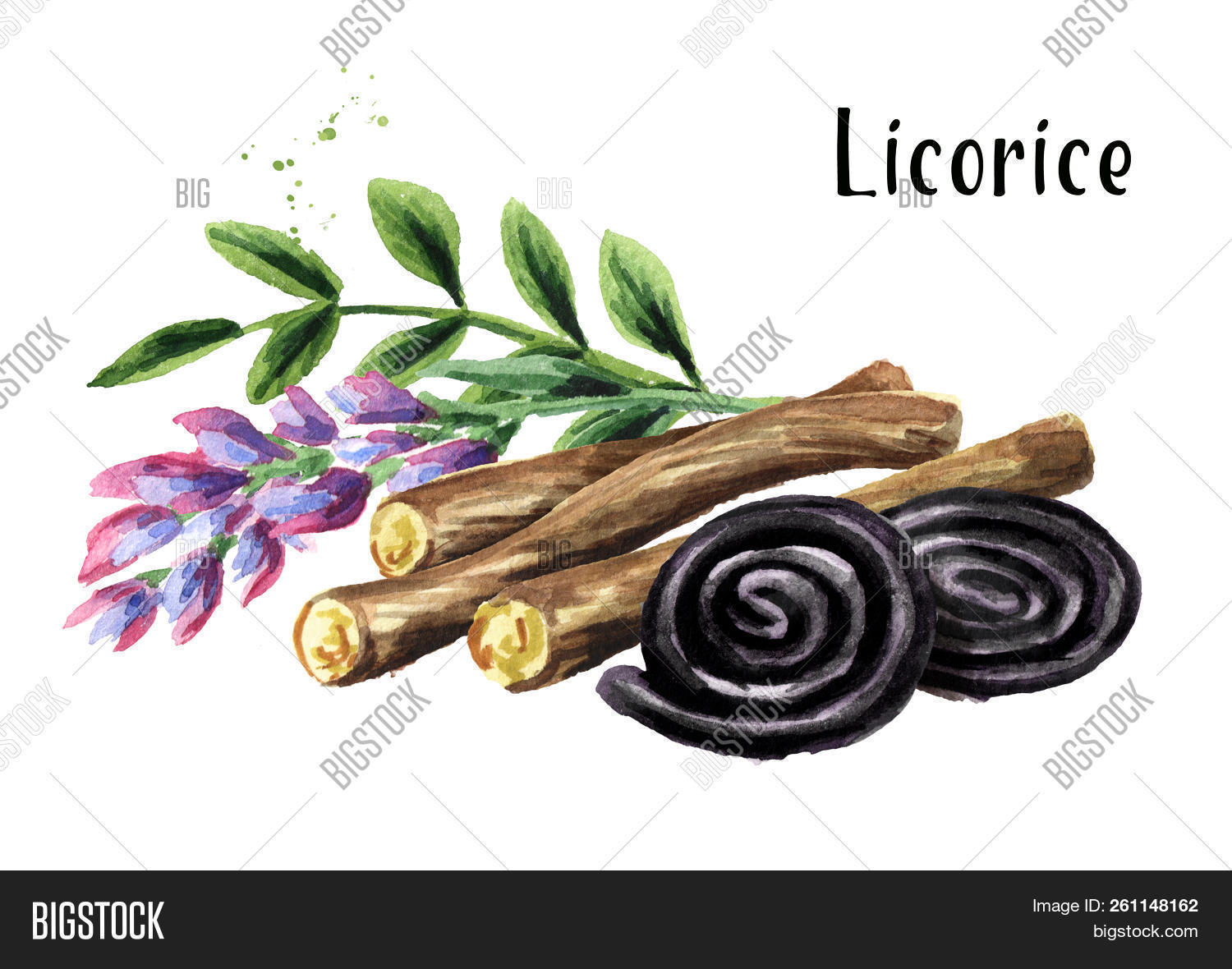 alternative,aromatic,ayurveda,ayurvedic,background,candy,chinese,cold,diet,dried,element,flower,flu,food,glabra,glycyrrhiza,health,healthy,herb,herbal,illustration,ingredient,isolated,leaf,leaves,licorice,liquorice,medical,medicinal,medicine,natural,nature,organic,plant,root,spice,spicy,stick,sweet,traditional,watercolor,watercolour,white