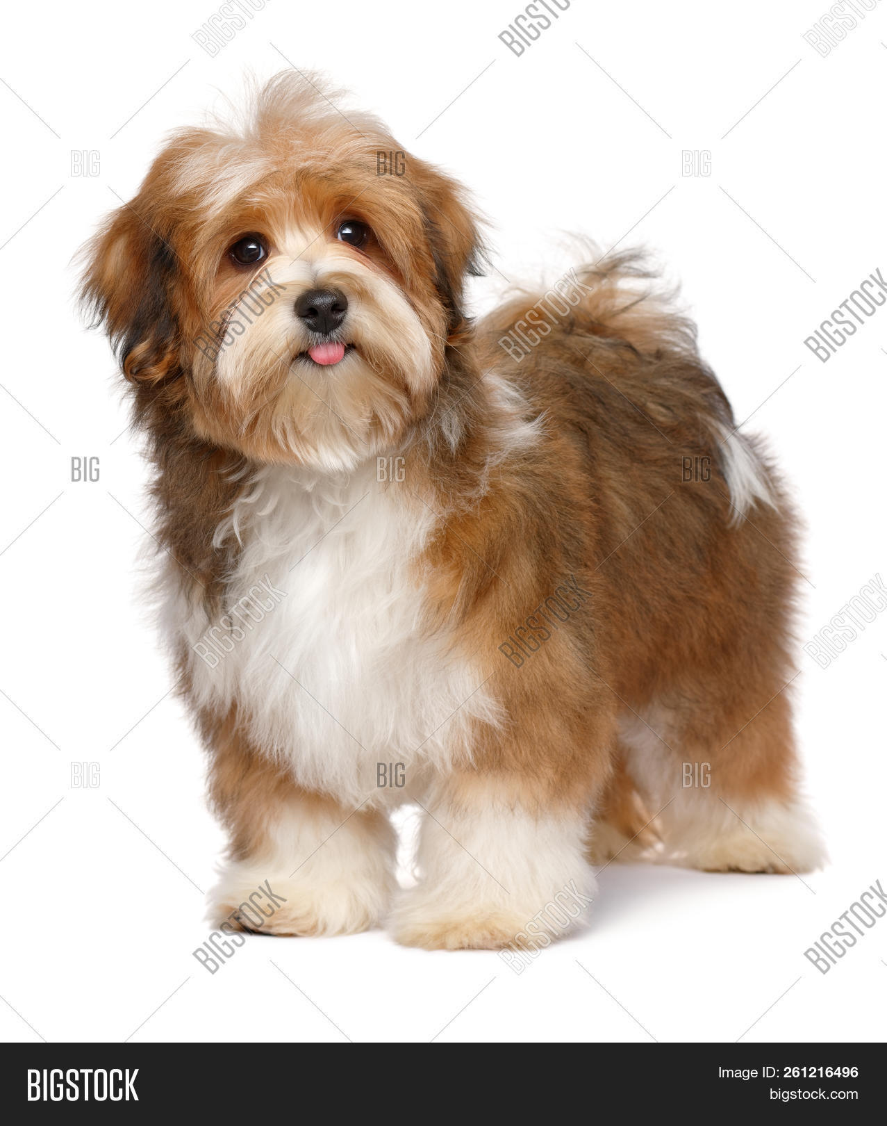 Cute Happy Red Parti Colored Havanese Puppy Dog Is Standing