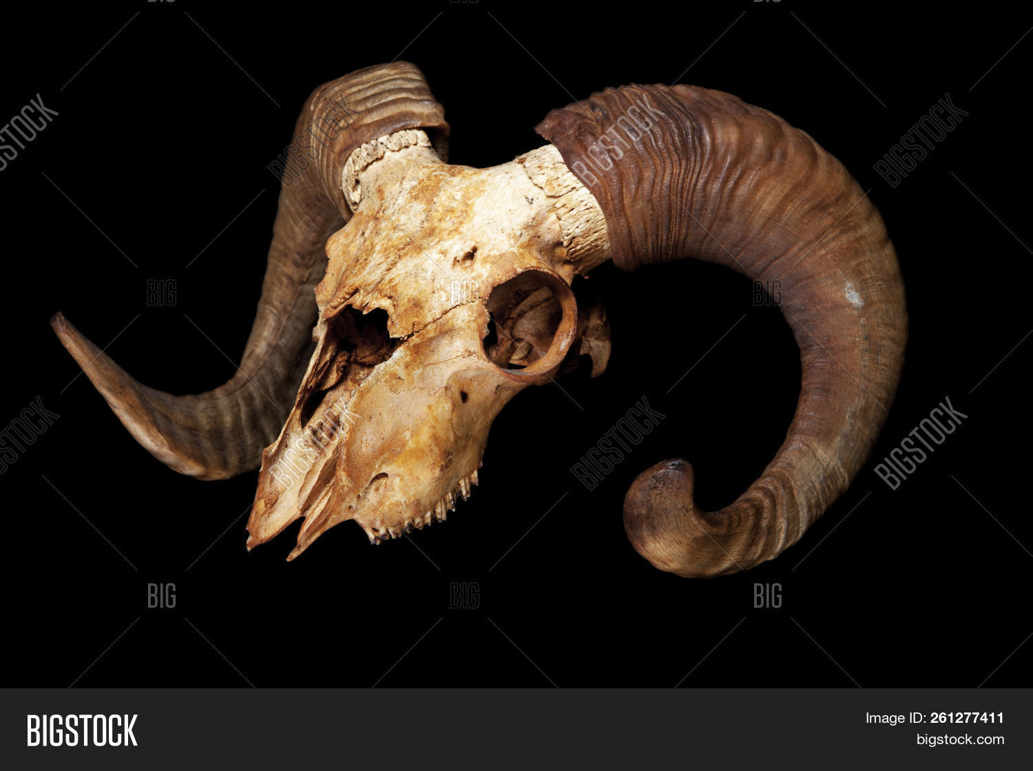 anatomy,animal,argali,background,big,biology,black,bone,brain,caucasian,chamois,closeup,coat,conservation,cranium,creepy,dead,death,education,ending,evolution,ewe,forehead,fossil,front,goat,head,horn,isolated,jumbuck,lifeless,macro,moufflon,mountain,mutton,nature,old,ram,research,rural,scary,science,scientific,sheep,skeleton,skull,tissue,trophy,wild,wildlife