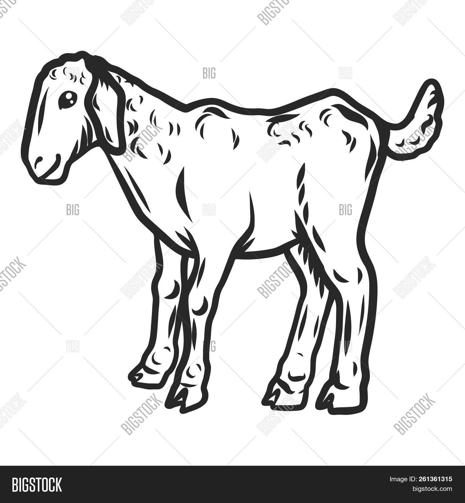 adorable,agriculture,animal,baby,beautiful,black,breeding,cattle,child,country,cute,domestic,drawn,farm,farming,farmyard,funny,fur,goat,goatling,hair,hand,horned,husbandry,icon,illustration,innocence,isolated,kid,little,livestock,mammal,meat,milk,nature,one,outline,pet,profile,realistic,rearing,side,sign,silhouette,small,standing,view,wild,young