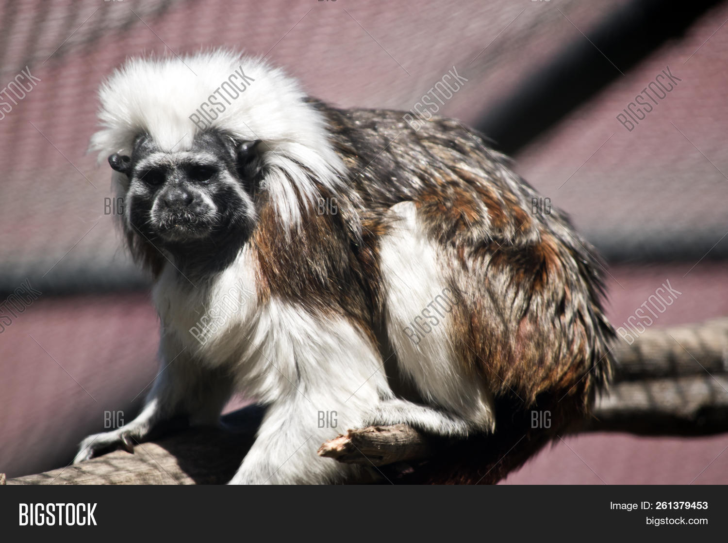 This Is A Side View Of A Cotton Top Tamarin 261379453 Image