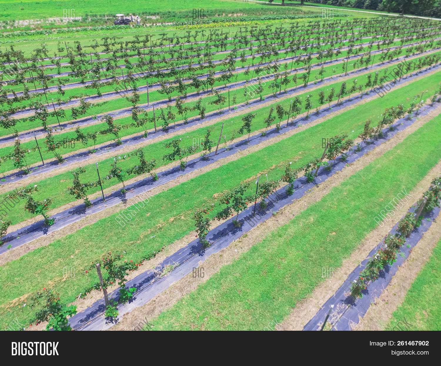 aerial,agricultural,agriculture,agronomy,berries,black,blackberries,bramble,bright,bush,countryside,crop,dewberry,farm,farmland,field,food,fruit,garden,grass,green,group,harvest,landscape,leaves,meadow,mulberry,natural,nature,nutrition,orchard,organic,plant,raspberries,raw,red,ripe,row,rural,season,sky,soil,summer,texas,top,tree,view