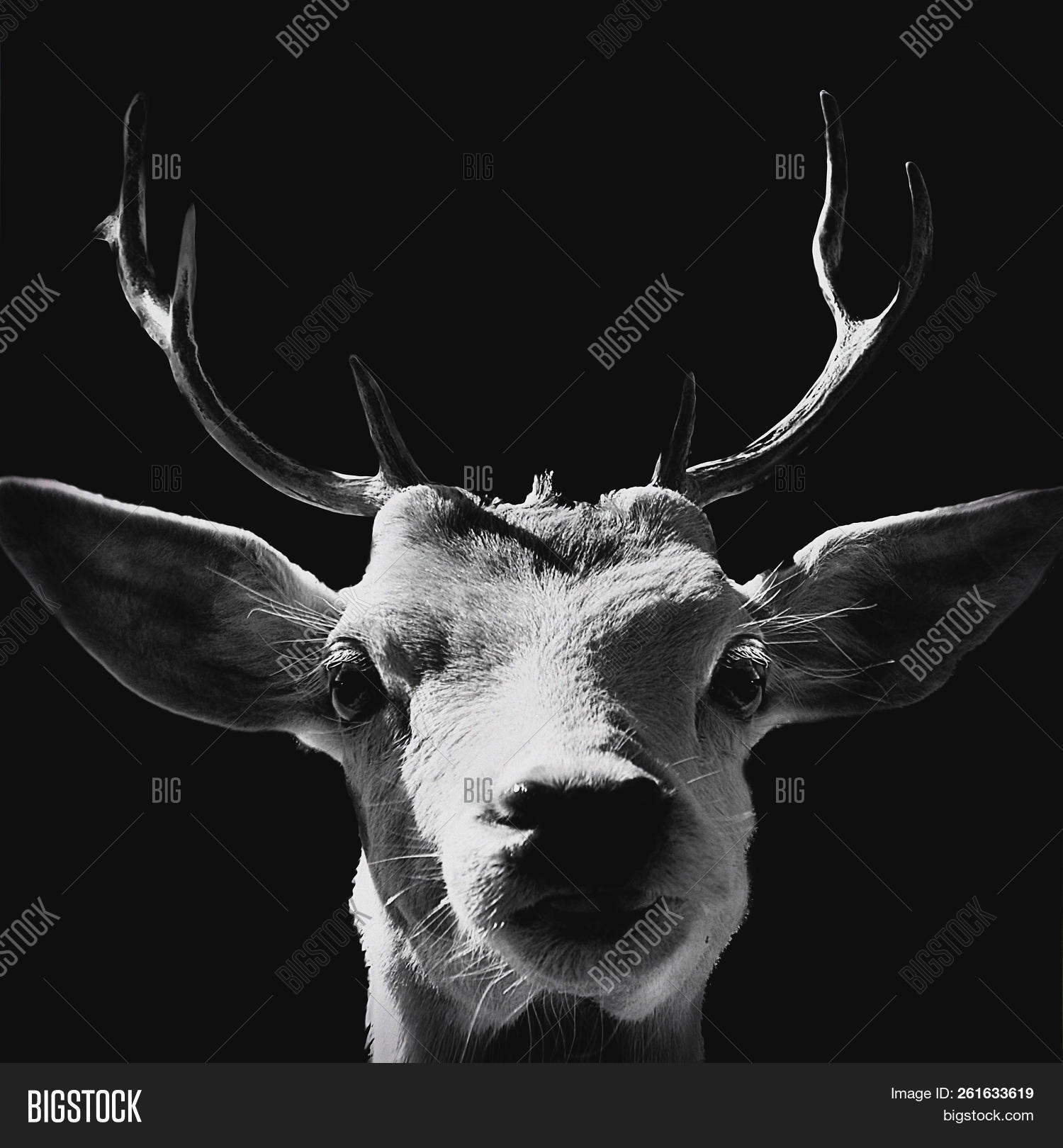 Portrait,and,animal,art,background,beautiful,beauty,black,closeup,contrast,countryside,dark,eyes,face,farm,farmland,fine,focus,gloomy,goat,grunge,hair,head,high,intimate,isolated,jaw,mammal,outdoors,poster,rural,skin,white,wild,wildlife
