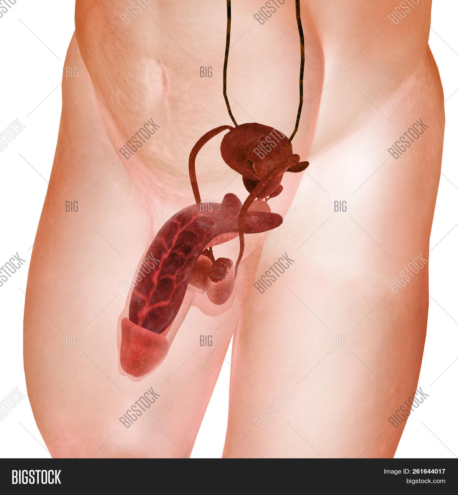 3d,abstract,anatomical,anatomy,bladder,body,ejaculate,ejaculatory,epididymis,erectile,genital,gland,health,healthy,human,illustration,infographic,male,man,medical,muscle,organ,penis,prostate,pubic,rectum,render,reproduction,reproductive,science,scientific,scrotum,section,seminal,sperm,system,testicles,testis,tissue,urethra,urinary,urogenital