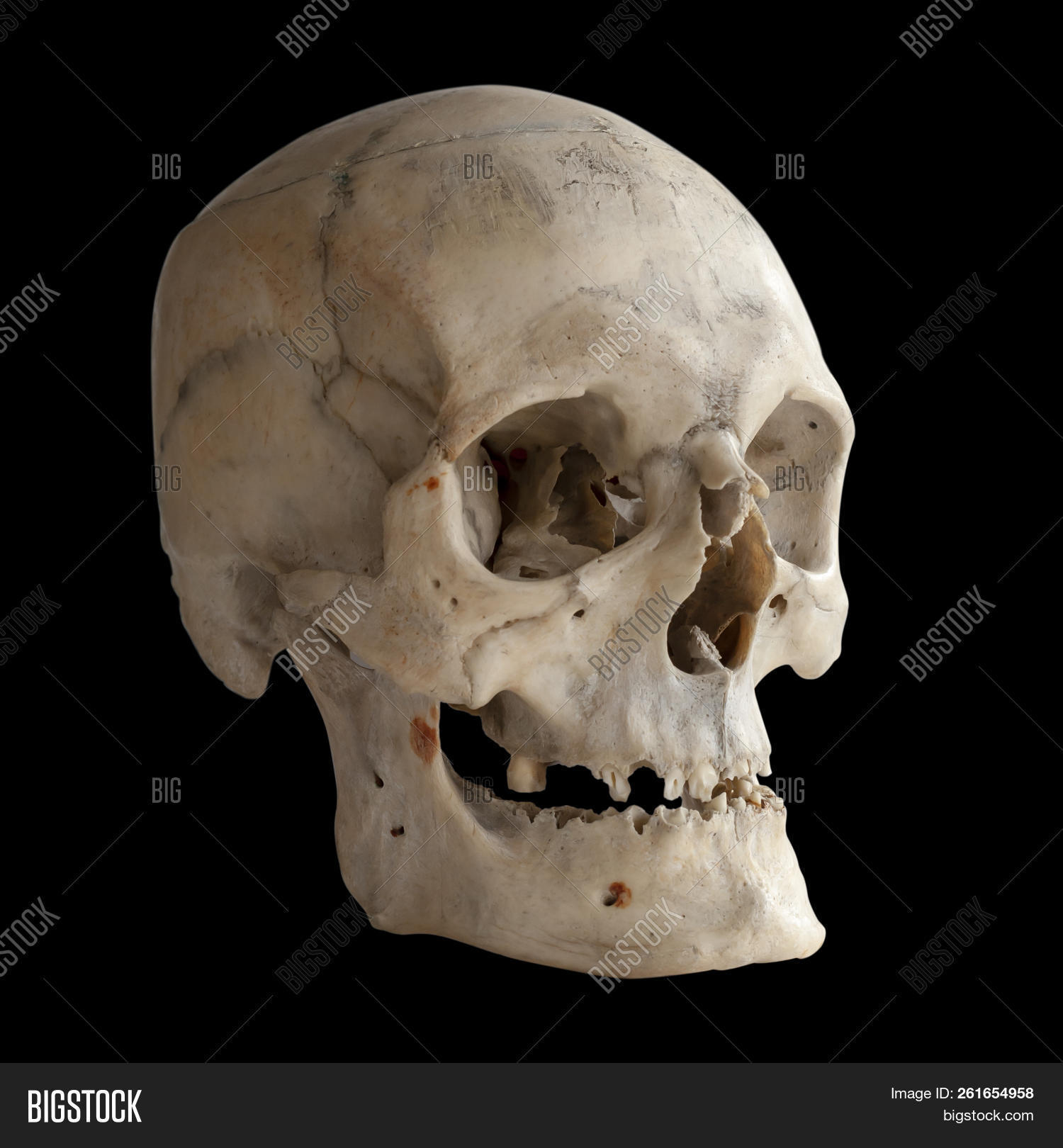 anatomy,background,black,bone,cranium,dead,death,decay,face,front,halloween,head,health,hell,horror,human,isolated,jaw,life,medical,medicine,memento,mori,mouth,natural,object,old,physiology,real,scary,science,skeleton,skull,spooky,symbol,teeth,white