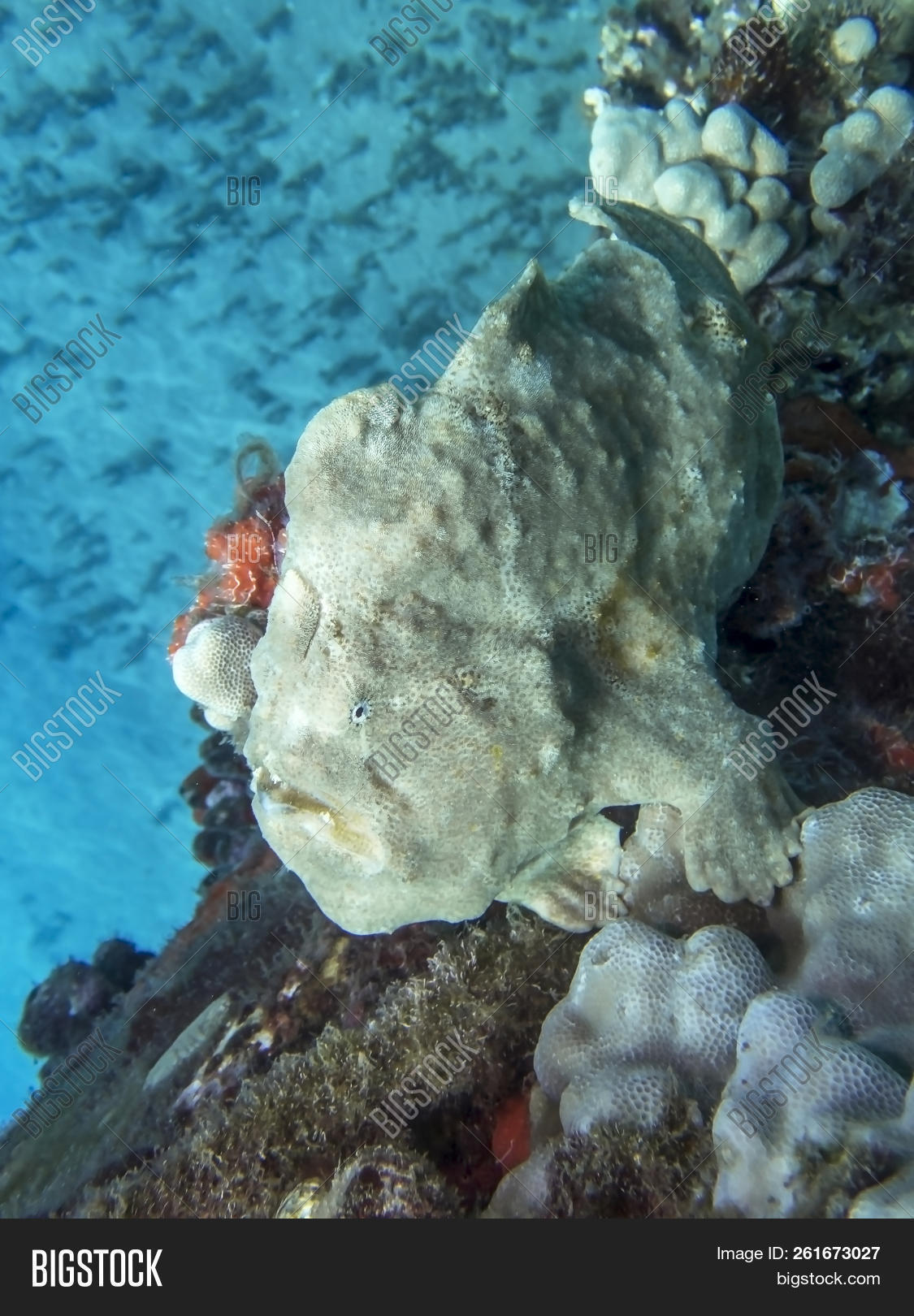 Yellow Frogfish Or Anglerfish On Coral Reef With Blue Ocean Background