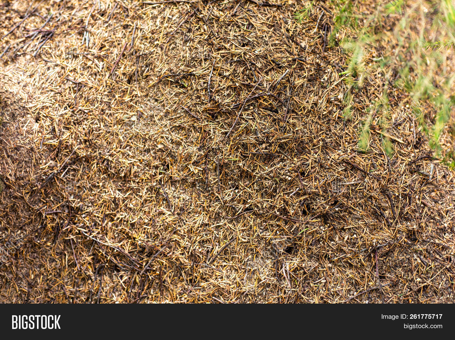 anthill,ants,background,big,bright,brown,bustle,closeup,colony,color,community,coniferous,day,environment,fauna,fir,foliage,forest,grass,green,group,heap,hill,home,image,insect,land,large,leaf,macro,nature,needles,nobody,old,outdoor,pattern,pine,red,season,summer,surface,texture,wallpaper,wilderness,wildlife,wood,work,worker
