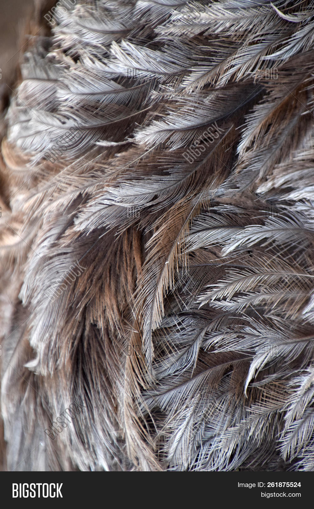 americana,animal,background,bird,close,close-up,coat,detail,domestic,emu,feather,fine,french,goose,gray,greater,grey,image,isolated,nature,people,plumage,rhea,square,texture,textured