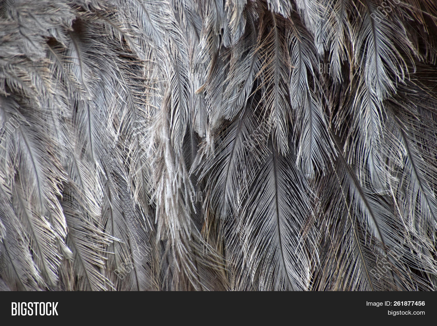 americana,animal,background,bird,close,close-up,coat,detail,domestic,emu,feather,fine,french,goose,gray,greater,grey,image,isolated,nature,people,plumage,rhea,square,texture,textured