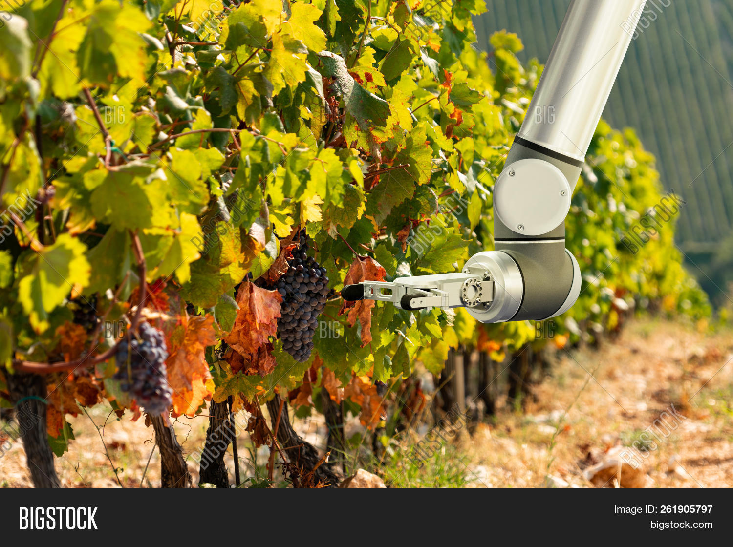 agricultural,agriculture,agritech,arm,artificial,automated,digital,farm,farming,grapes,growing,growth,hand,harvest,harvesting,internet,machine,making,manipulator,of,operation,plant,plantation,robot,robotic,smart,technology,things,unmanned,vineyard,wine