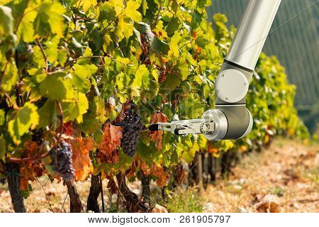 The Robot Arm Is Working In The Vineyard. Smart Farming And Digital Agriculture.