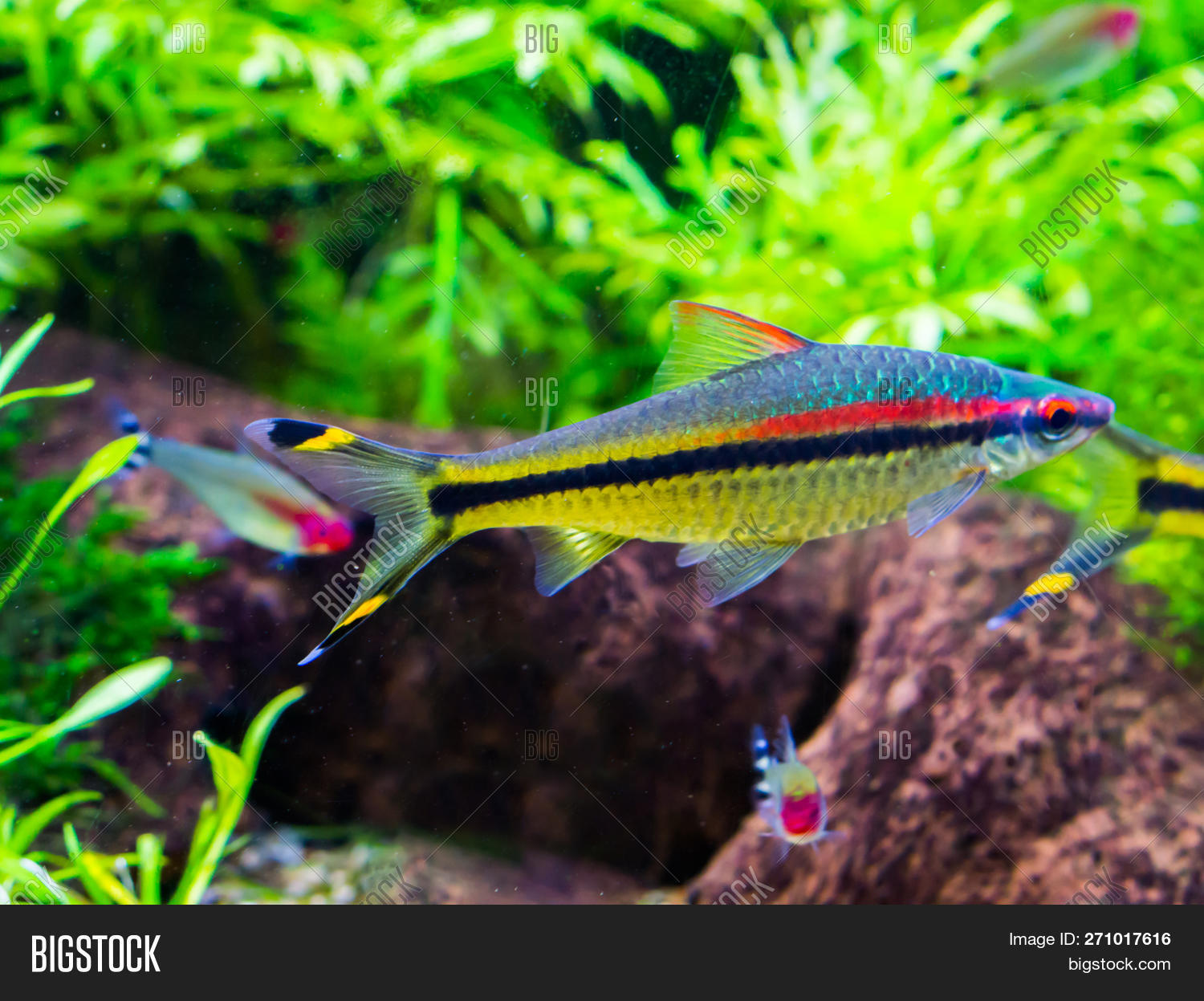 animal,aqua,aquaculture,aquarium,aquatic,background,black,blue,bright,color,colorful,exotic,fish,fishes,gold,golden,life,little,marine,natural,nature,ocean,pet,plants,red,reef,rocks,sea,shiny,silver,small,stripe,striped,swimming,tropical,underwater,vibrant,vivid,water,wild,yellow,zoo
