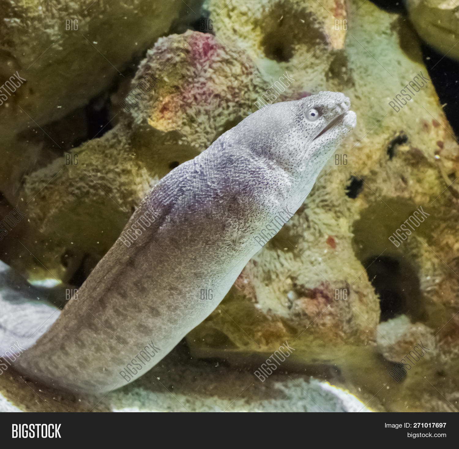 Anguilliformes,Muraenidae,africa,african,animal,aquaculture,aquarium,brown,closeup,eel,exotic,fish,fishes,giant,gray,grey,gymnothorax,hawaii,hawaiian,indo,indo-pacific,javanicus,life,marine,moray,ocean,pacific,pattern,pet,red,reef,sea,serpent,snake,spots,spotted,tank,trade,tropical,underwater,water,white