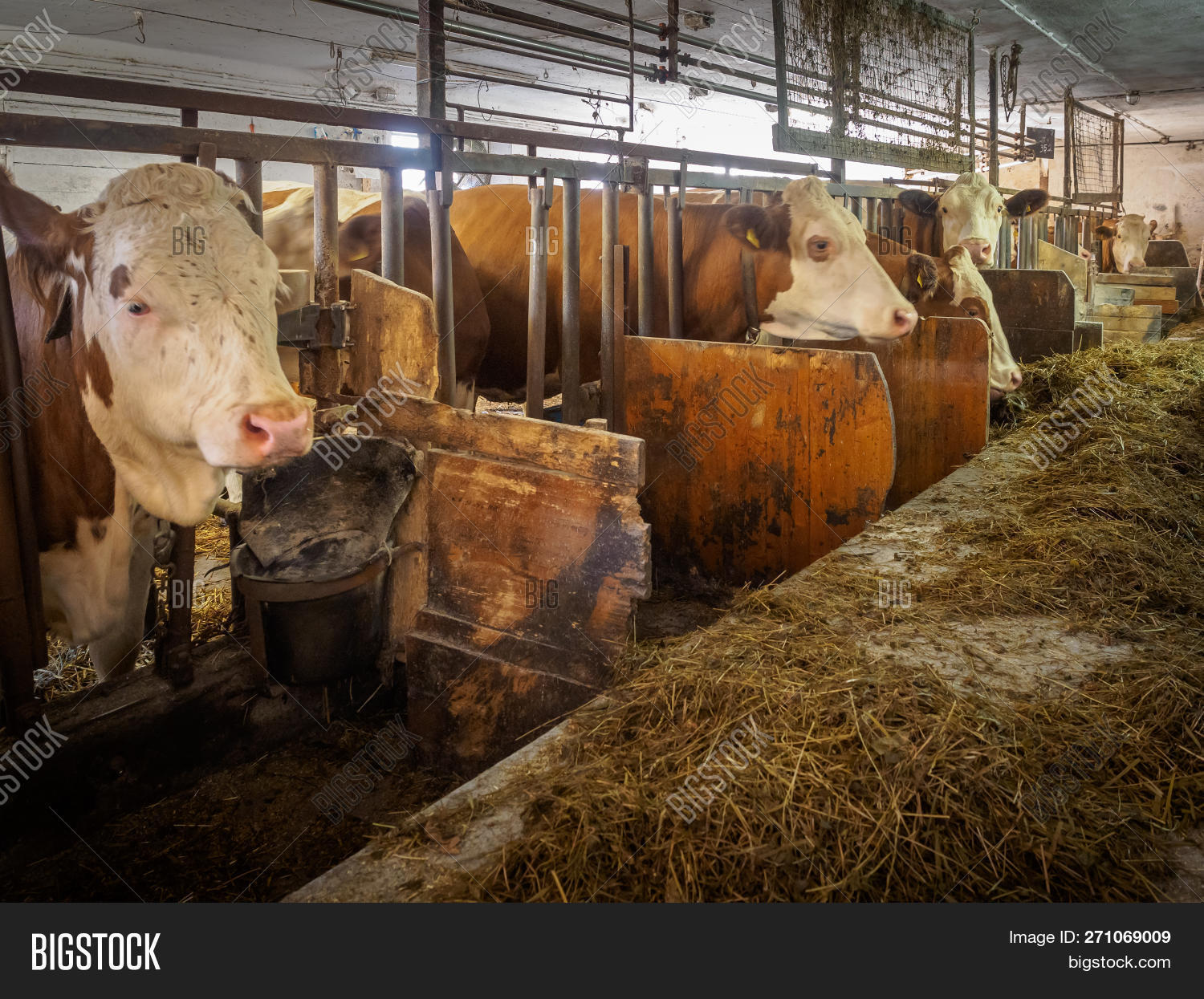adult,agricultural,agriculture,alpine,animal,austria,barn,beef,cattle,cattleshed,country,countryside,cow,cowshed,dairy,dirty,eating,farm,farmer,farming,feed,feeding,grass,growing,hay,human,industry,livestock,mammal,milk,nature,old,rural,scent,shed,silo,small,smell,stable