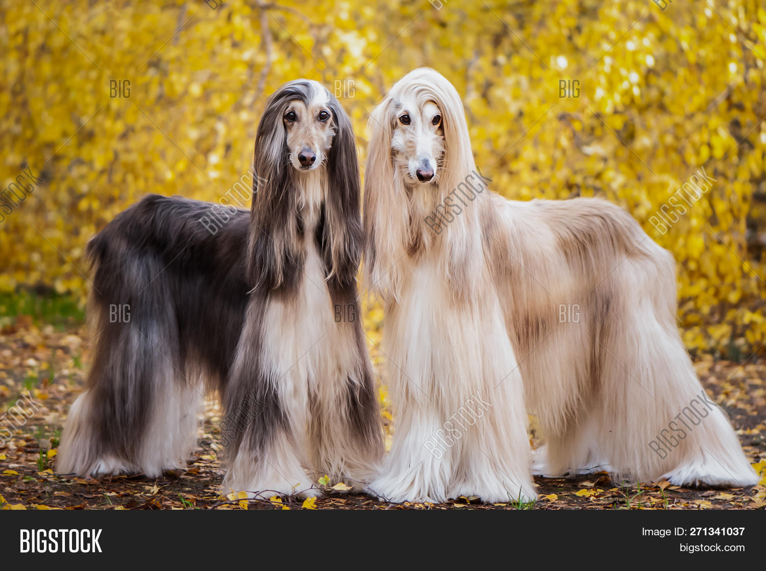 afghan,animal,autumn,beauty,boils,breed,champion,collar,couple,dedication,dog,exhibition,fairy,forest,friend,haired,hounds,jewels,king,long,lord,loyalty,magnificent,mystic,prince,show,stones,stylish,tale,two,winner,yellow