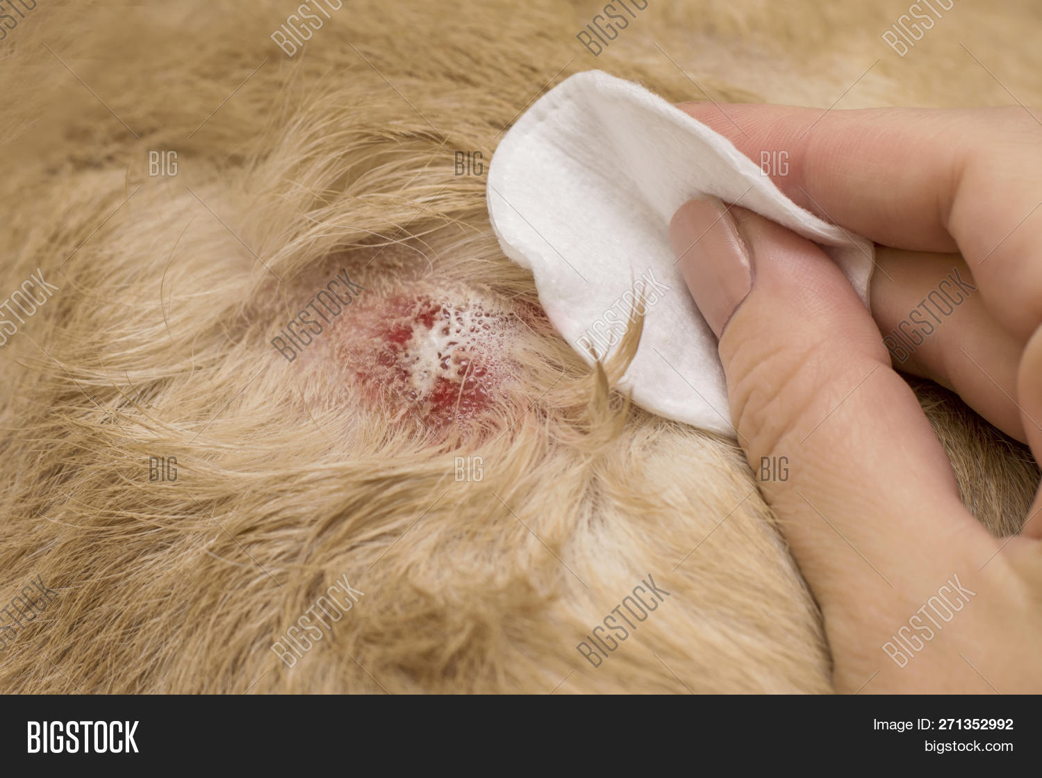 allergy,animal,background,canine,care,demodicosis,dermatitis,dermatologic,dermatologist,dermatology,disease,disinfection,dog,eczema,follicles,fur,germs,hair,healthy,help,hygiene,hypersensitivity,illness,infection,infestation,inflammation,inflammatory,injury,itch,itchy,labrador,leprosy,mammal,medic,medical,medicine,parasitic,pet,problem,pus,scabies,scratch,sick,skin,solution,treat,treatment,vet,veterinary,wound